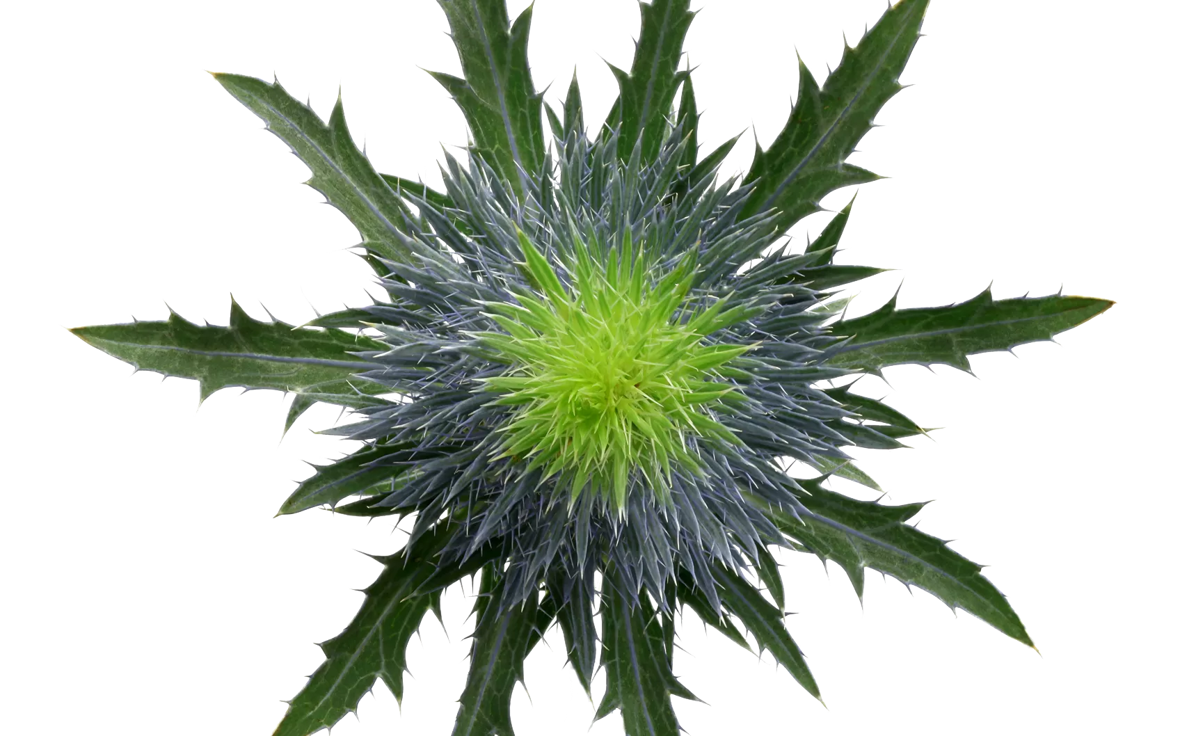 Eryngium Supernova Questar®