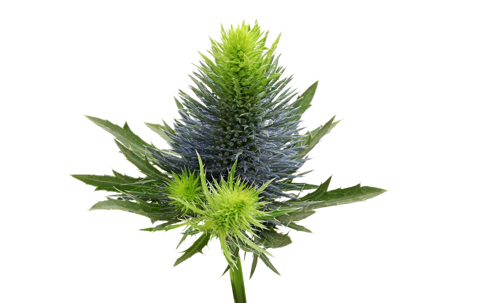 Eryngium Supernova Questar®