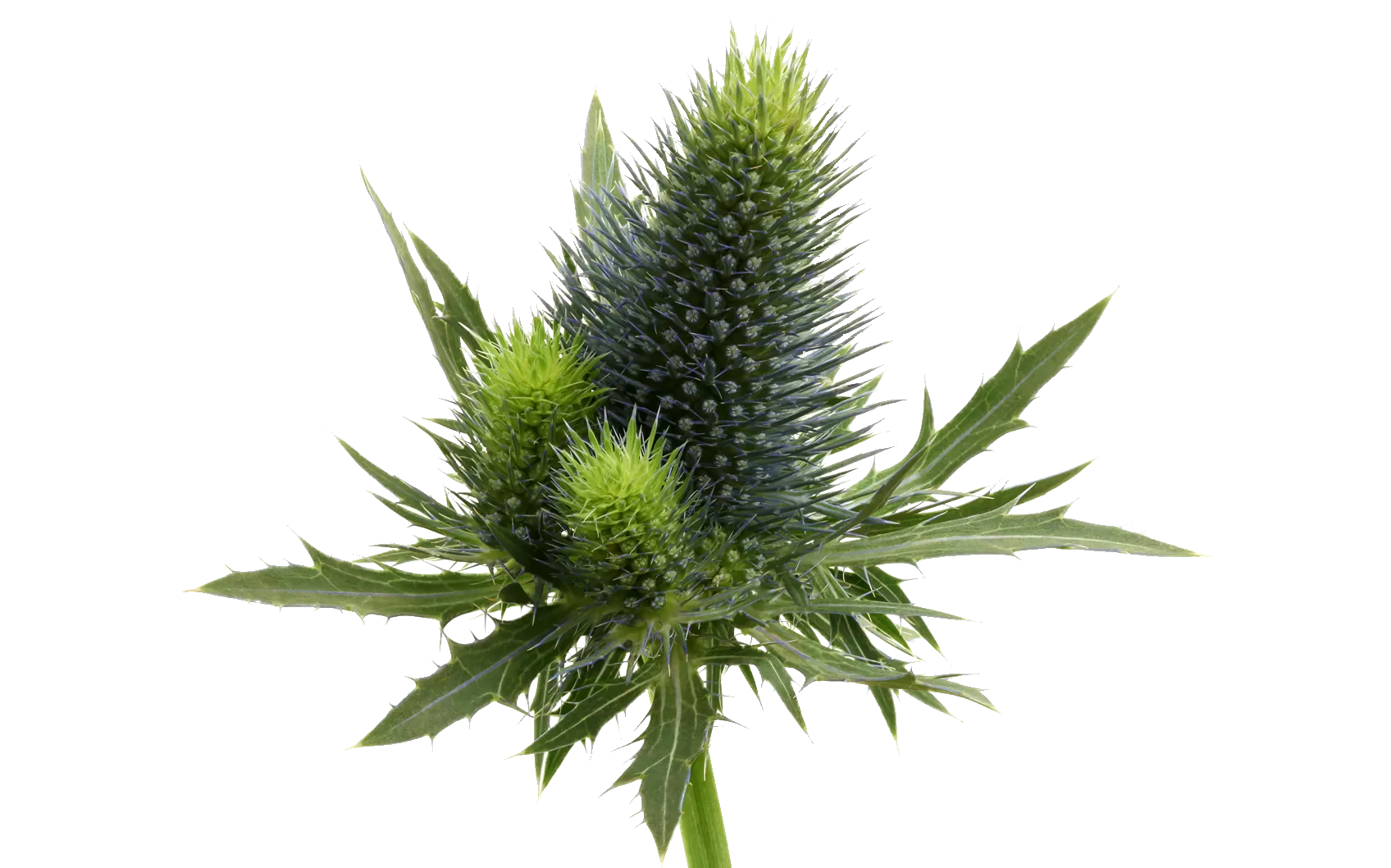 Eryngium Supernova Questar®