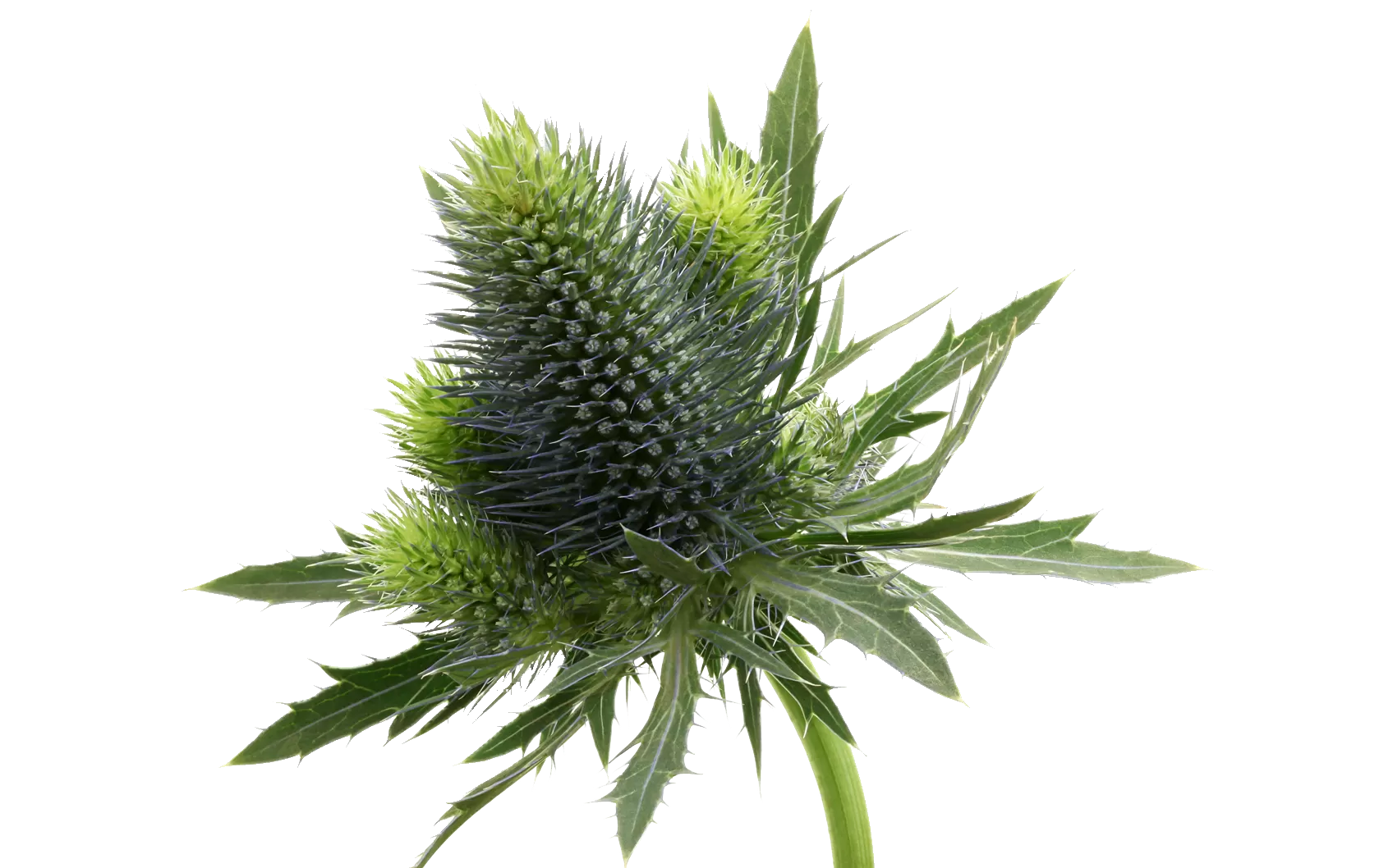 Eryngium Supernova Questar®