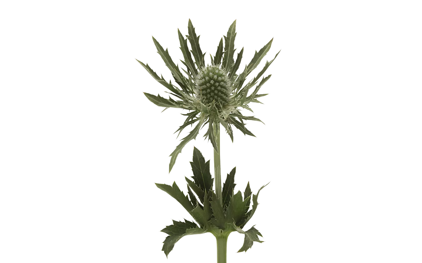 Eryngium Gemini Questar®