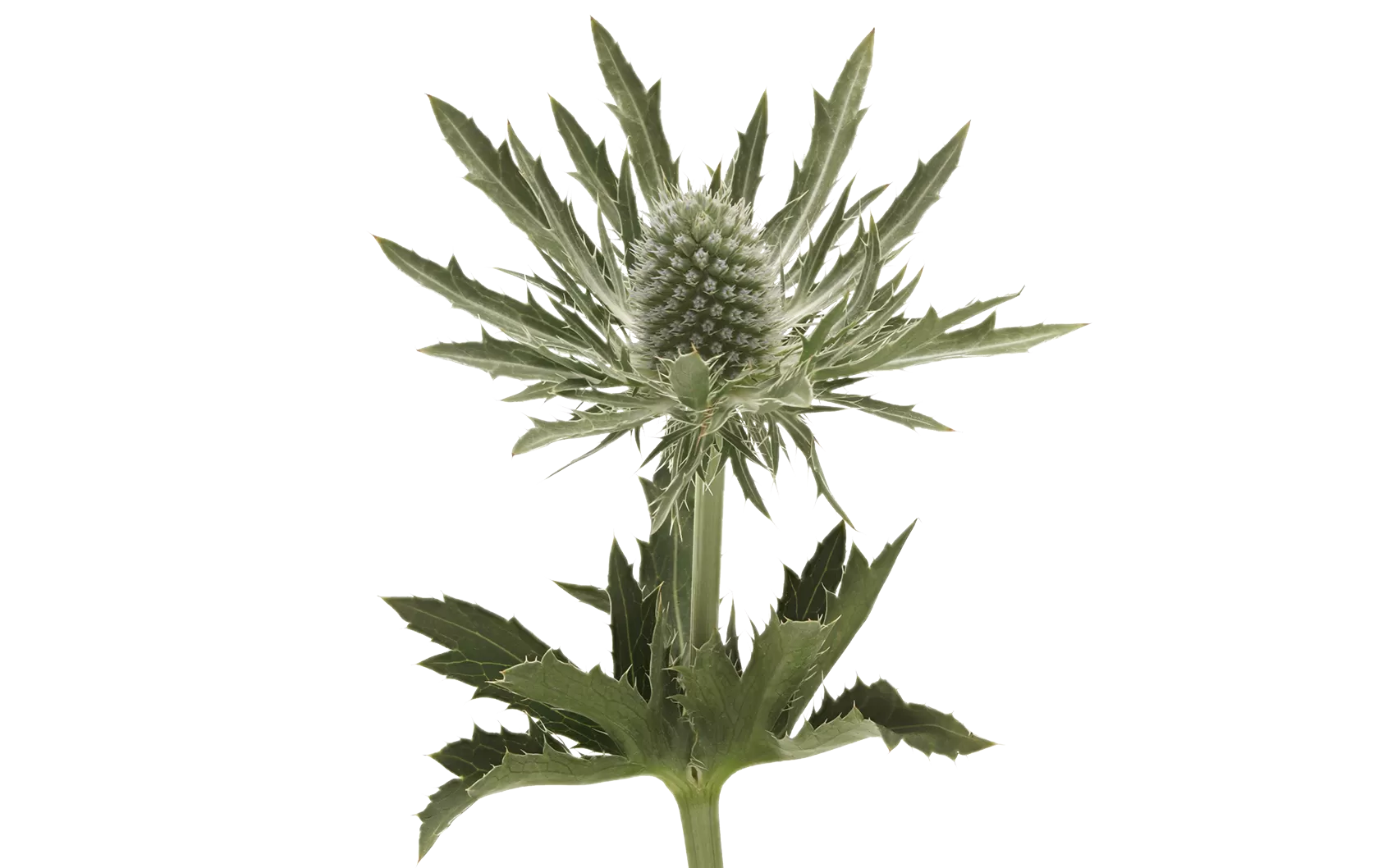 Eryngium Gemini Questar®