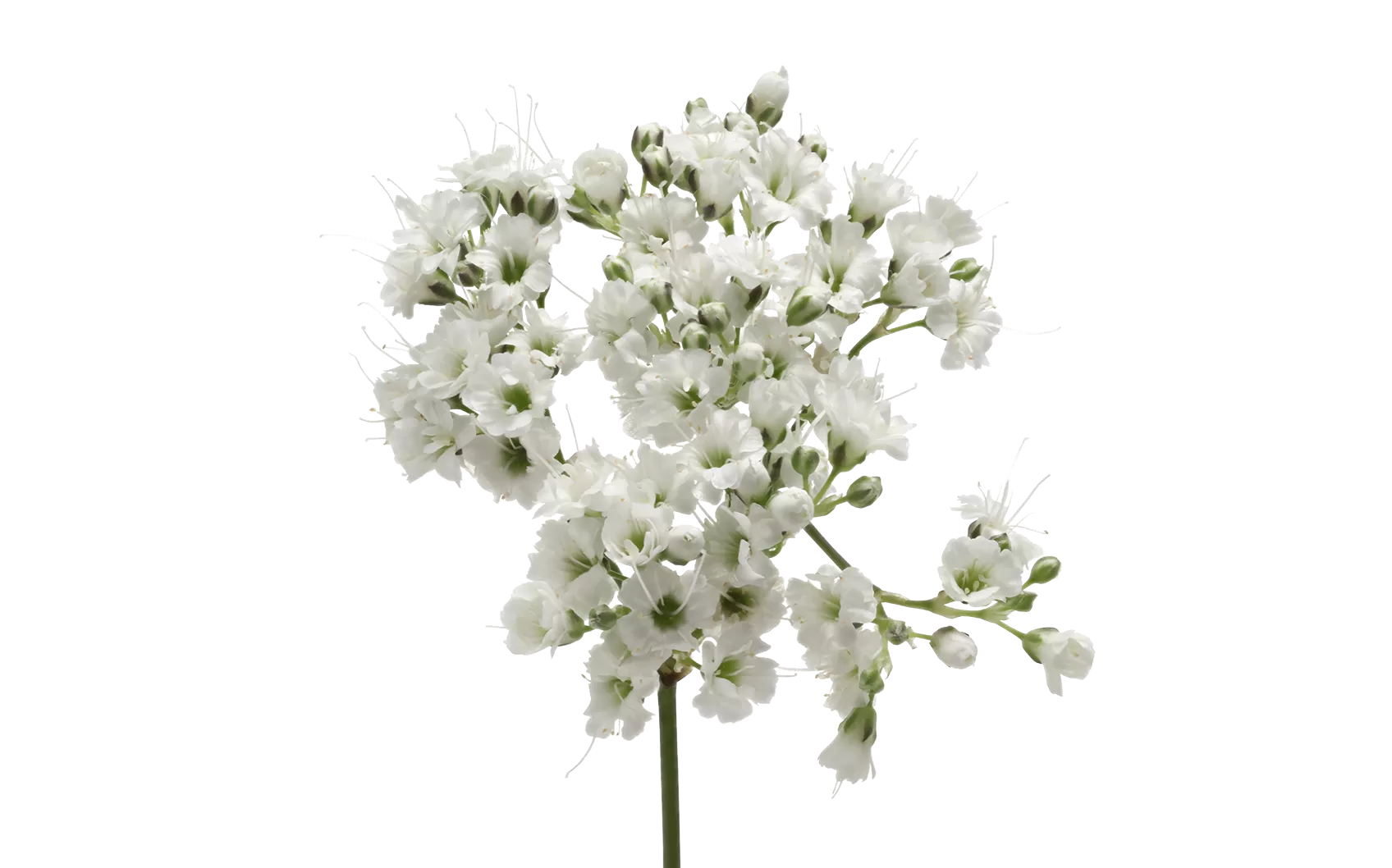 Gypsophila Million Daisy™