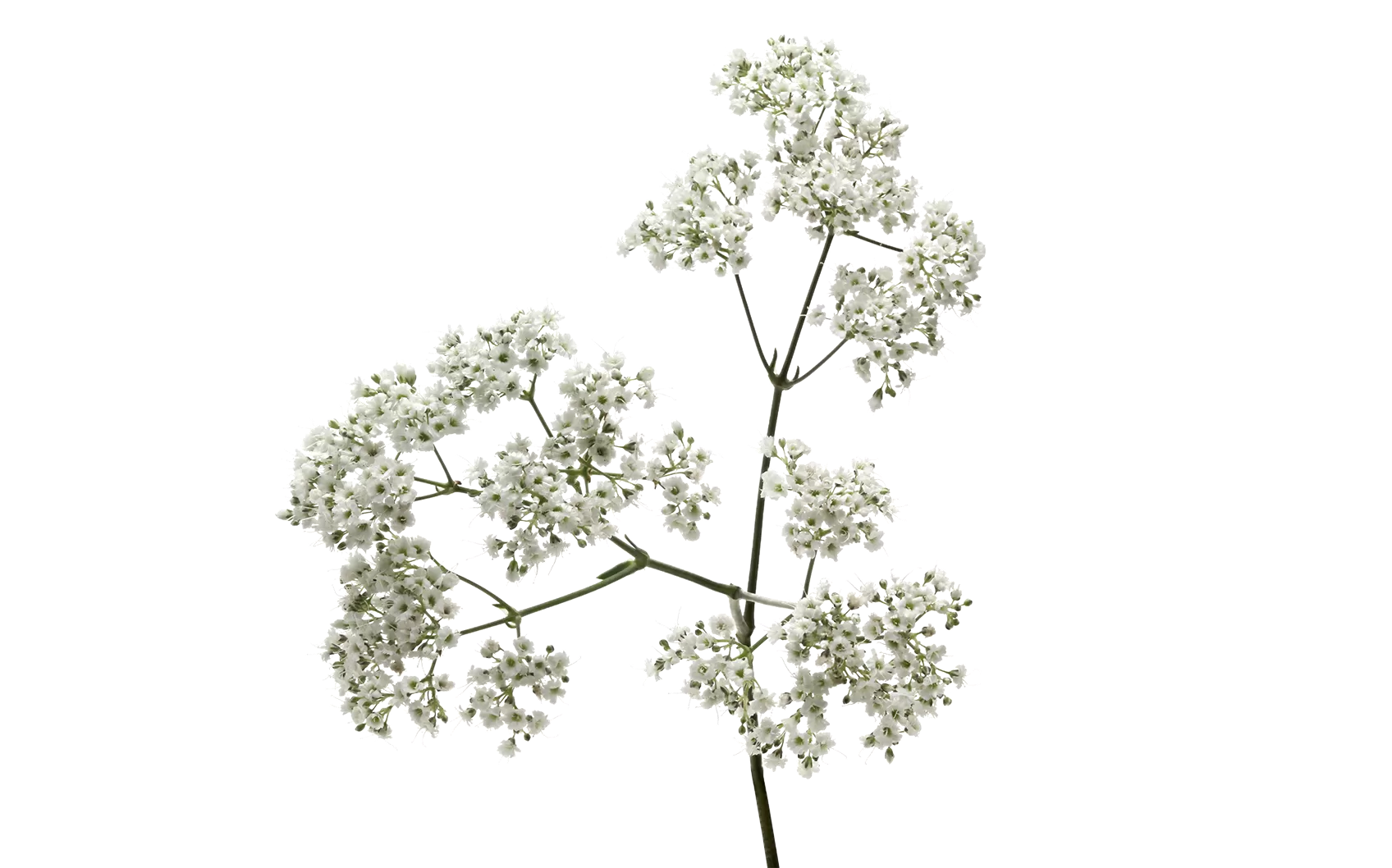 Gypsophila Million Daisy™