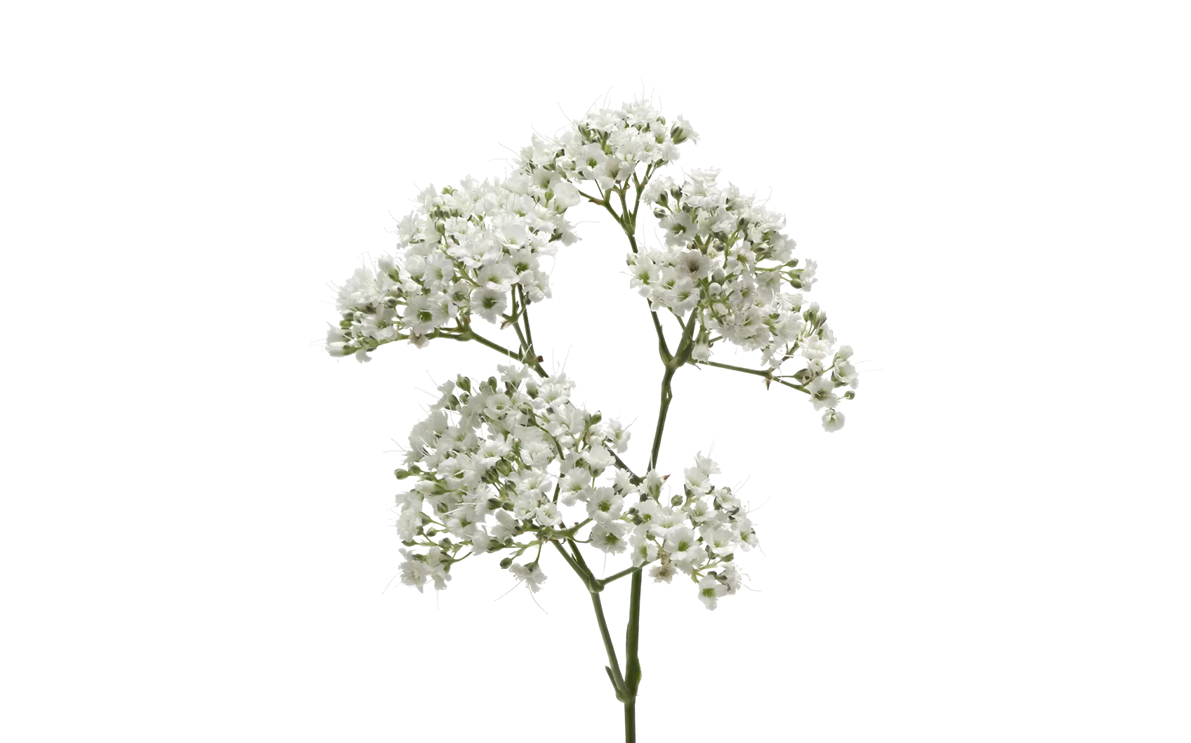 Gypsophila Million Daisy™