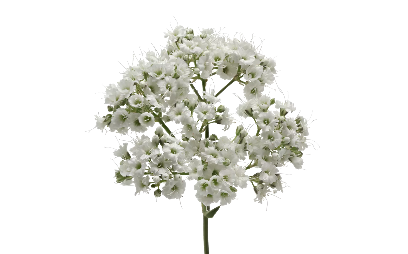 Gypsophila Million Daisy™