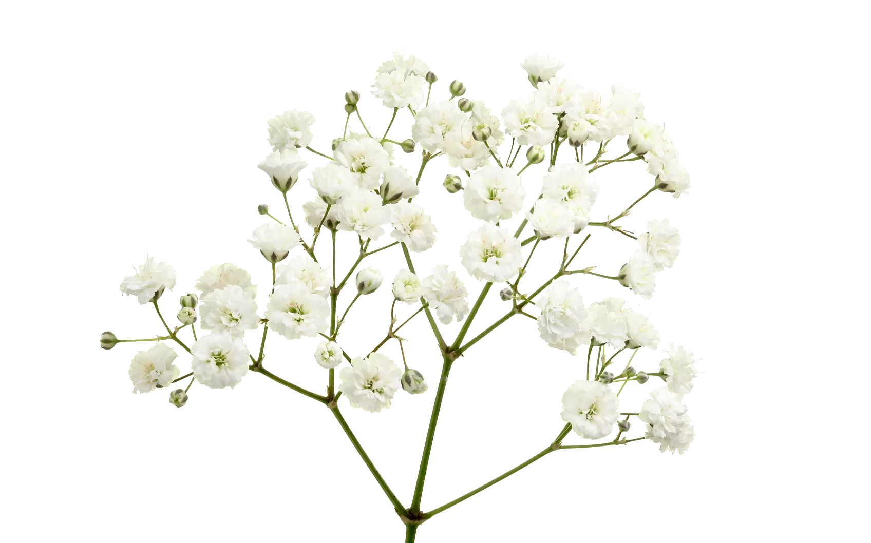 Gypsophila Xlence®