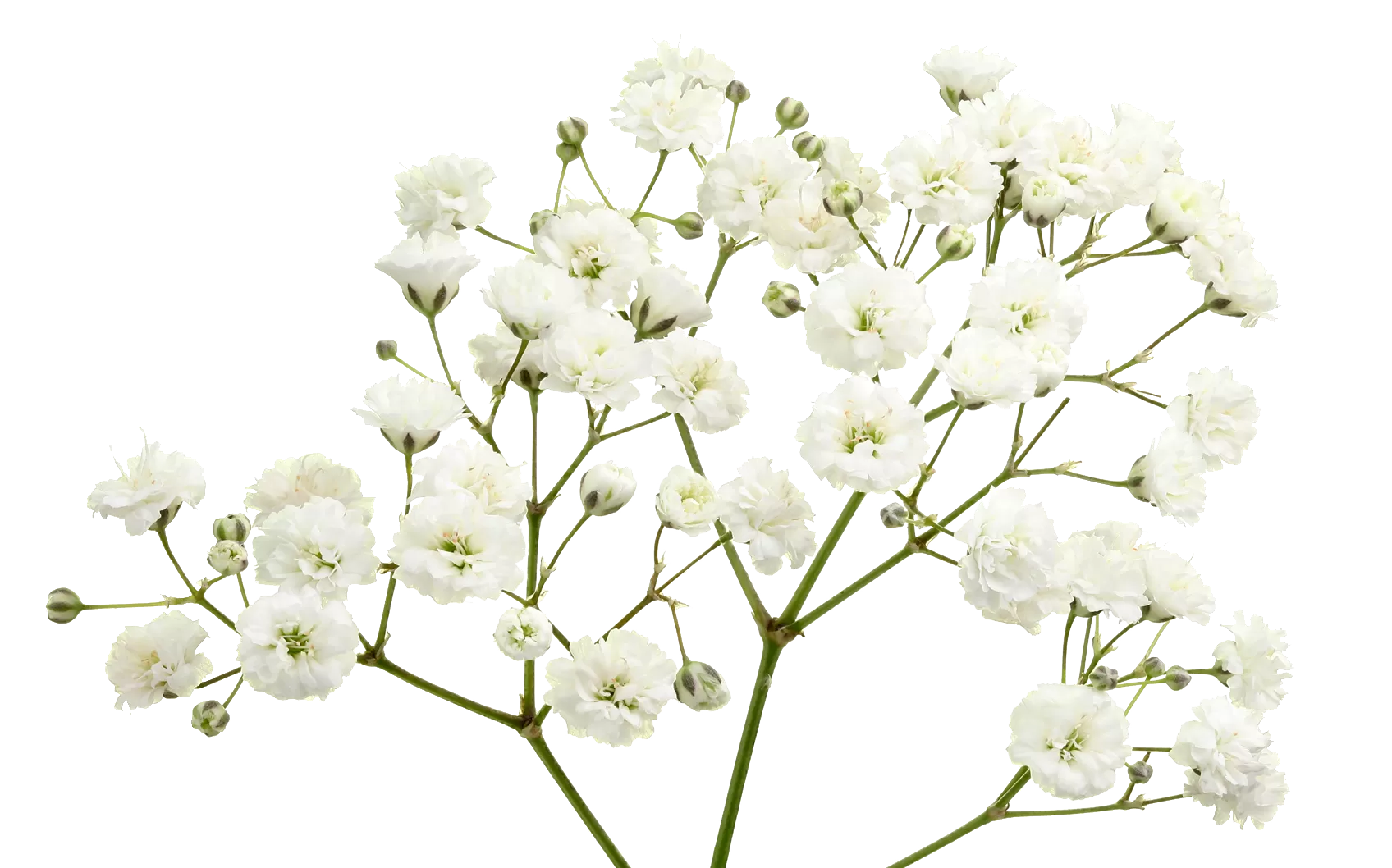 Gypsophila Xlence®