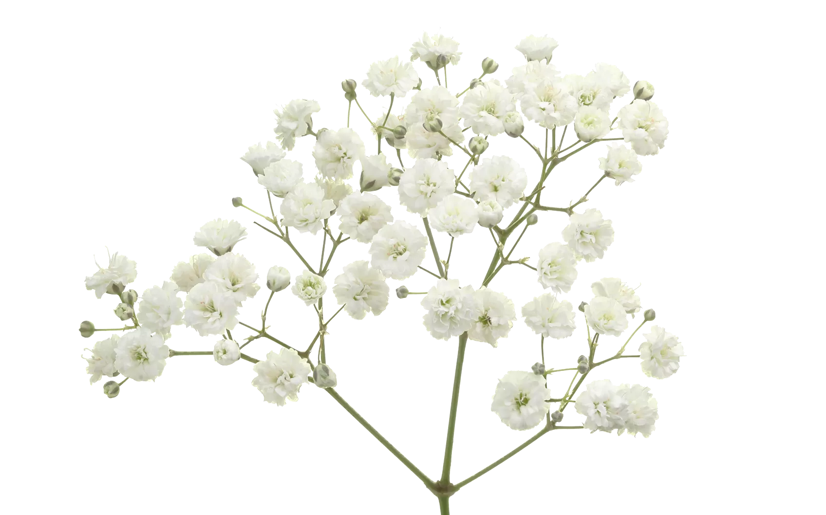 Gypsophila Xlence®