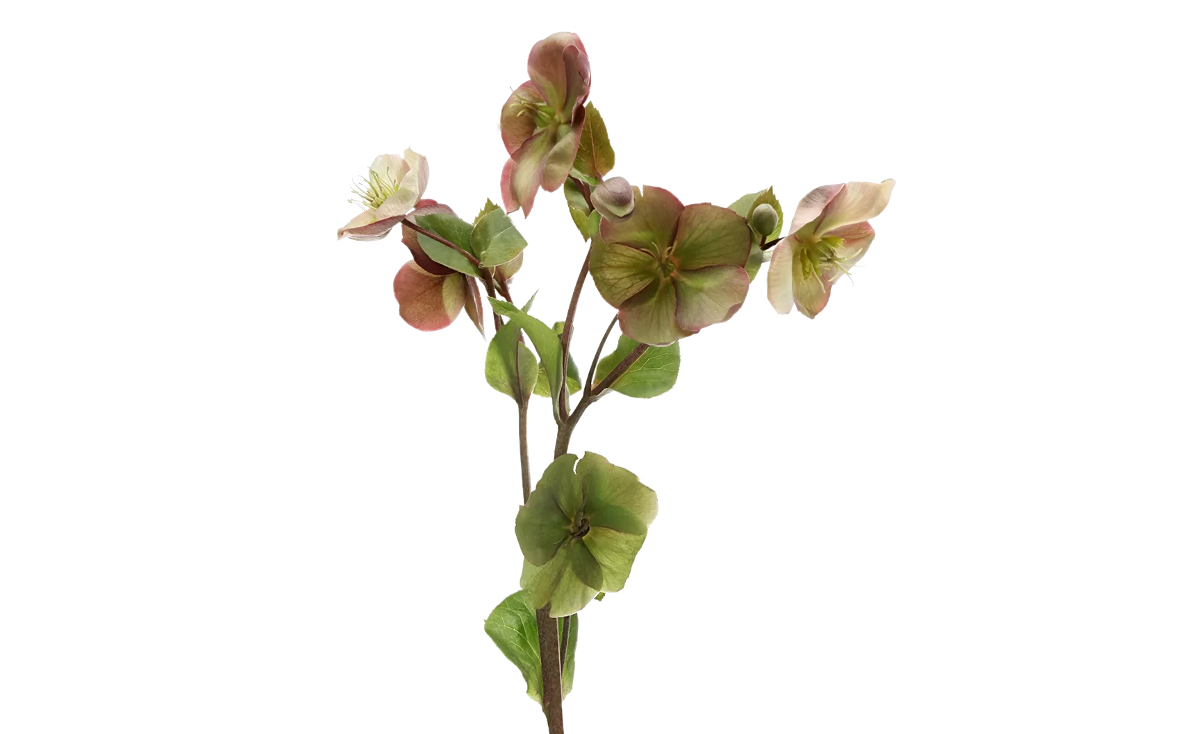 Helleborus Mammoth Pink