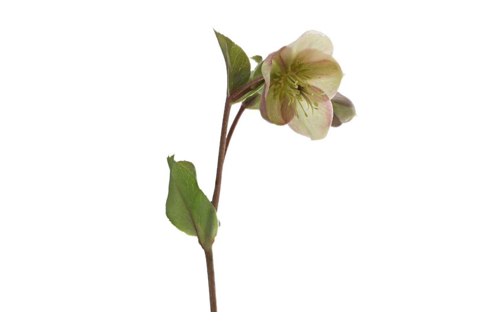 Helleborus Mammoth Pink