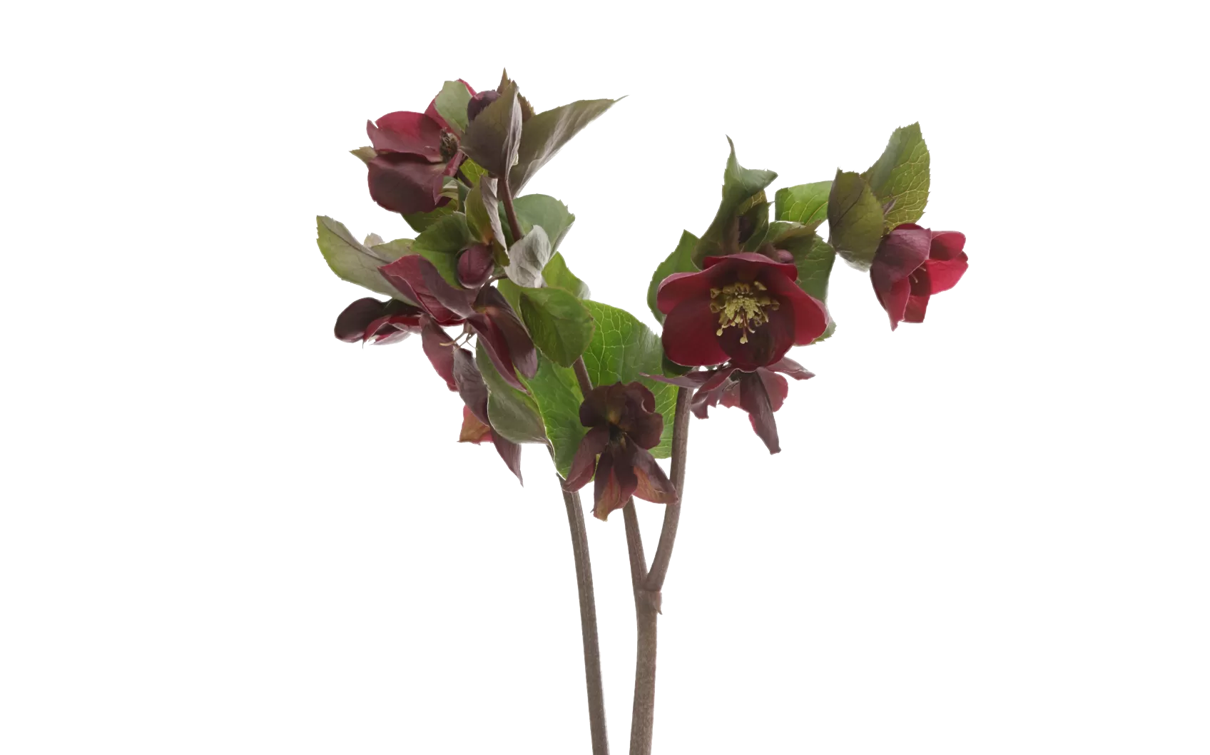 Helleborus Mammoth Red