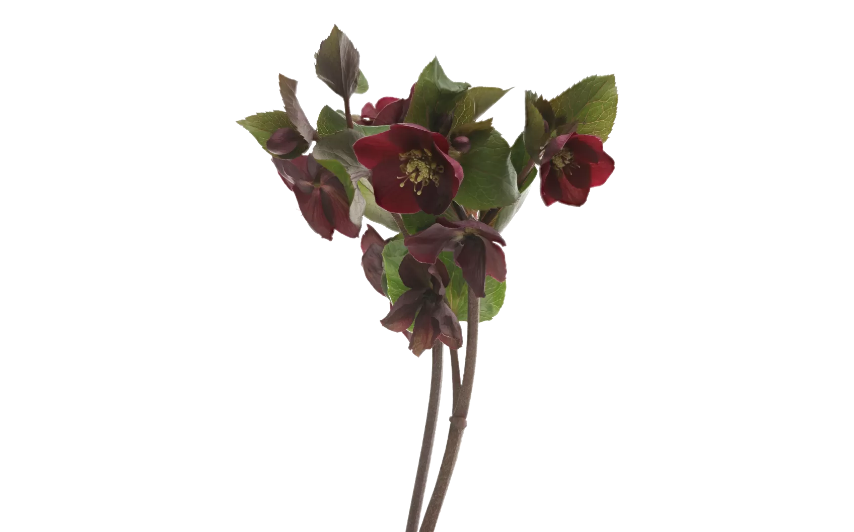 Helleborus Mammoth Red