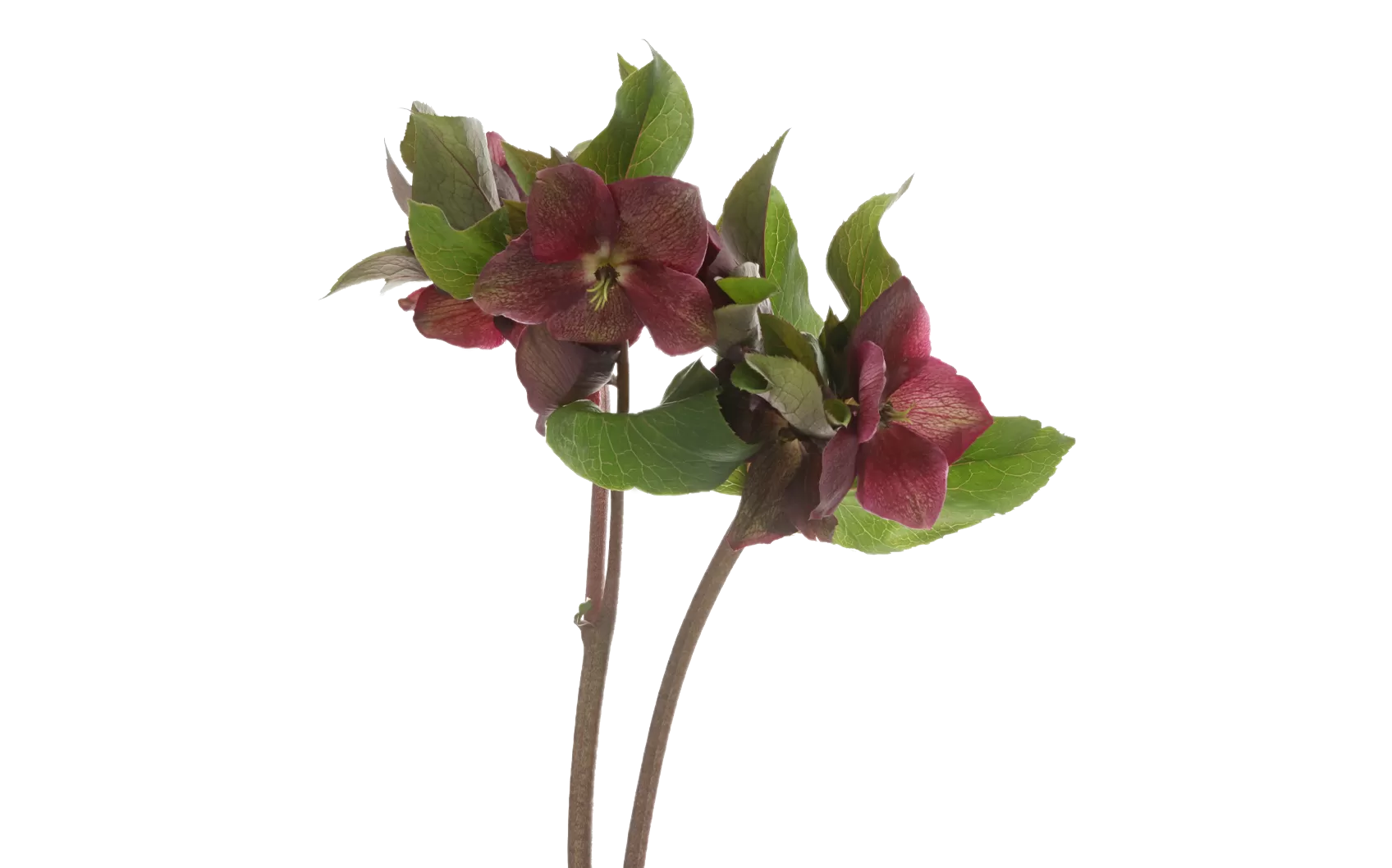 Helleborus Mammoth Red