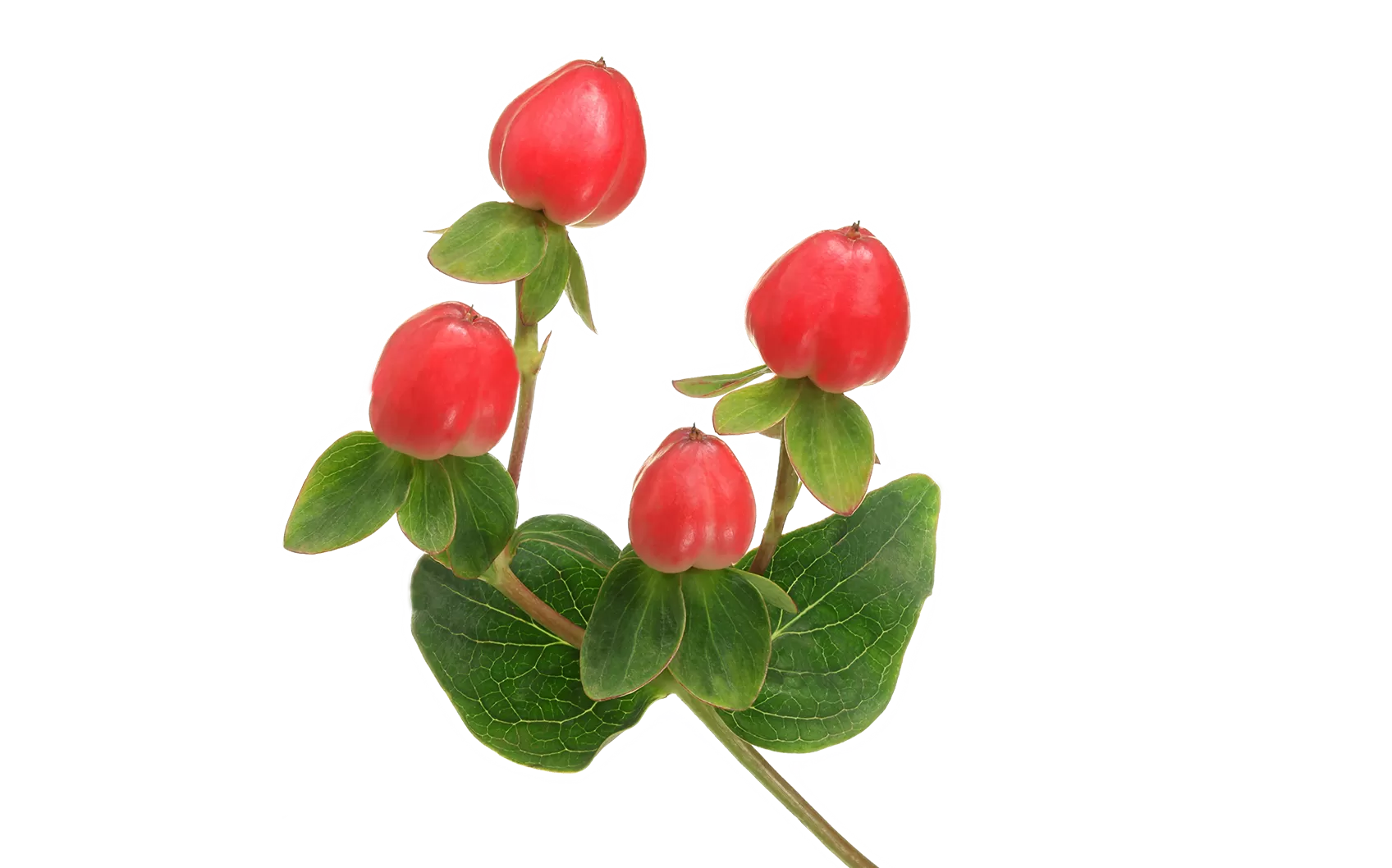 Hypericum Magical Triumph 