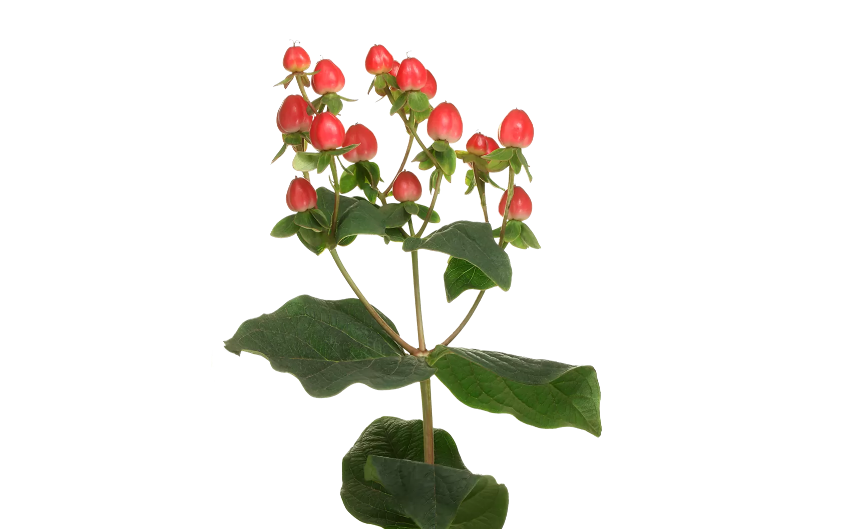 Hypericum Magical Triumph 