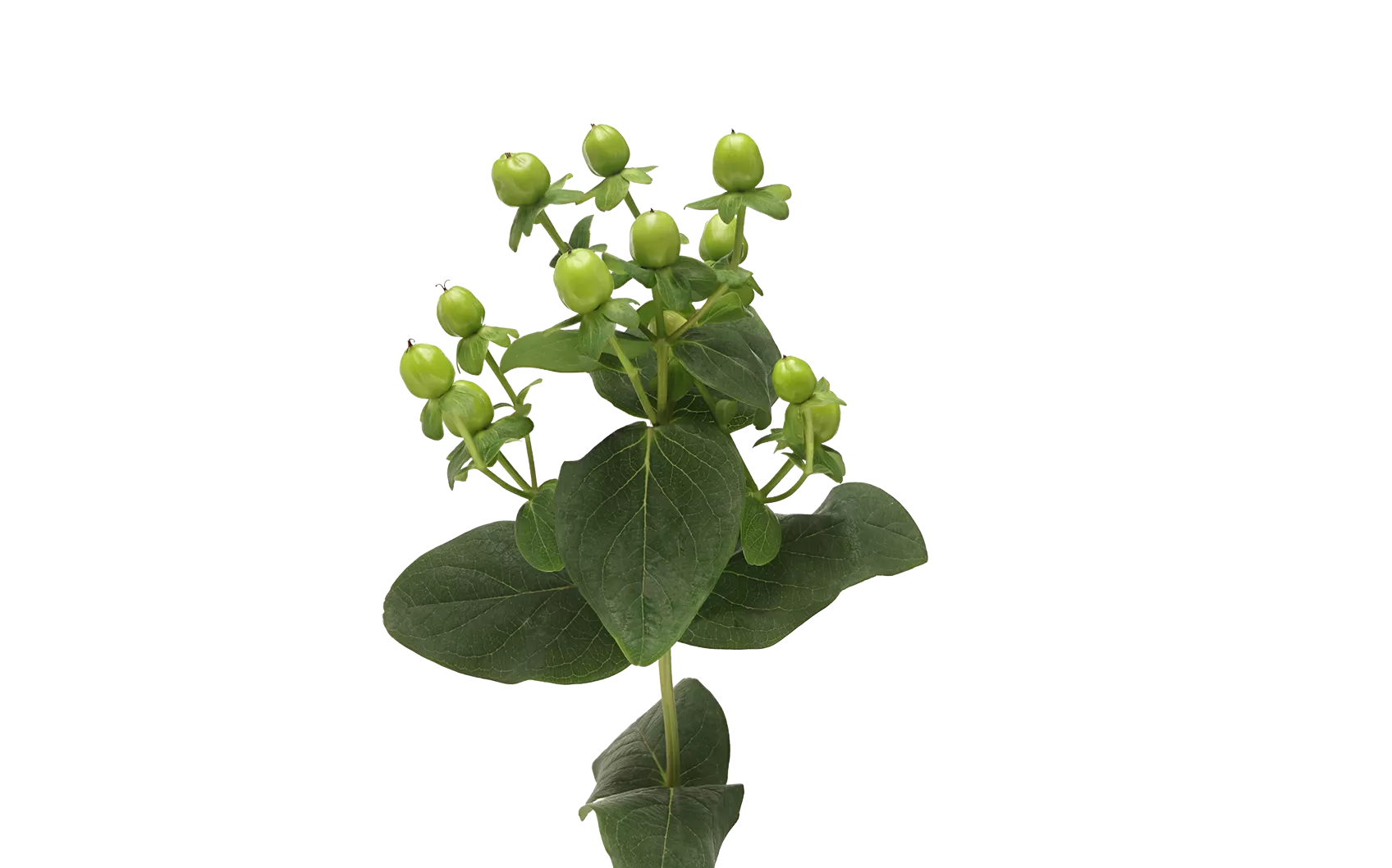 Hypericum Sisu Charme