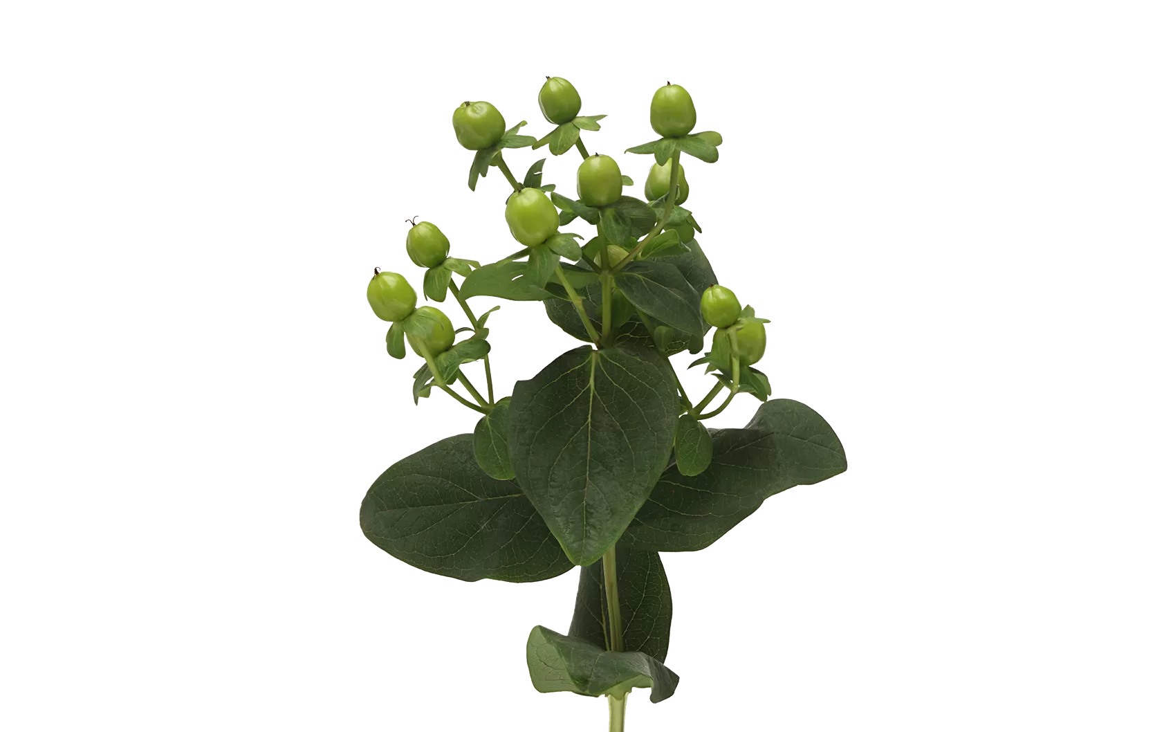 Hypericum-Sisu-Charme