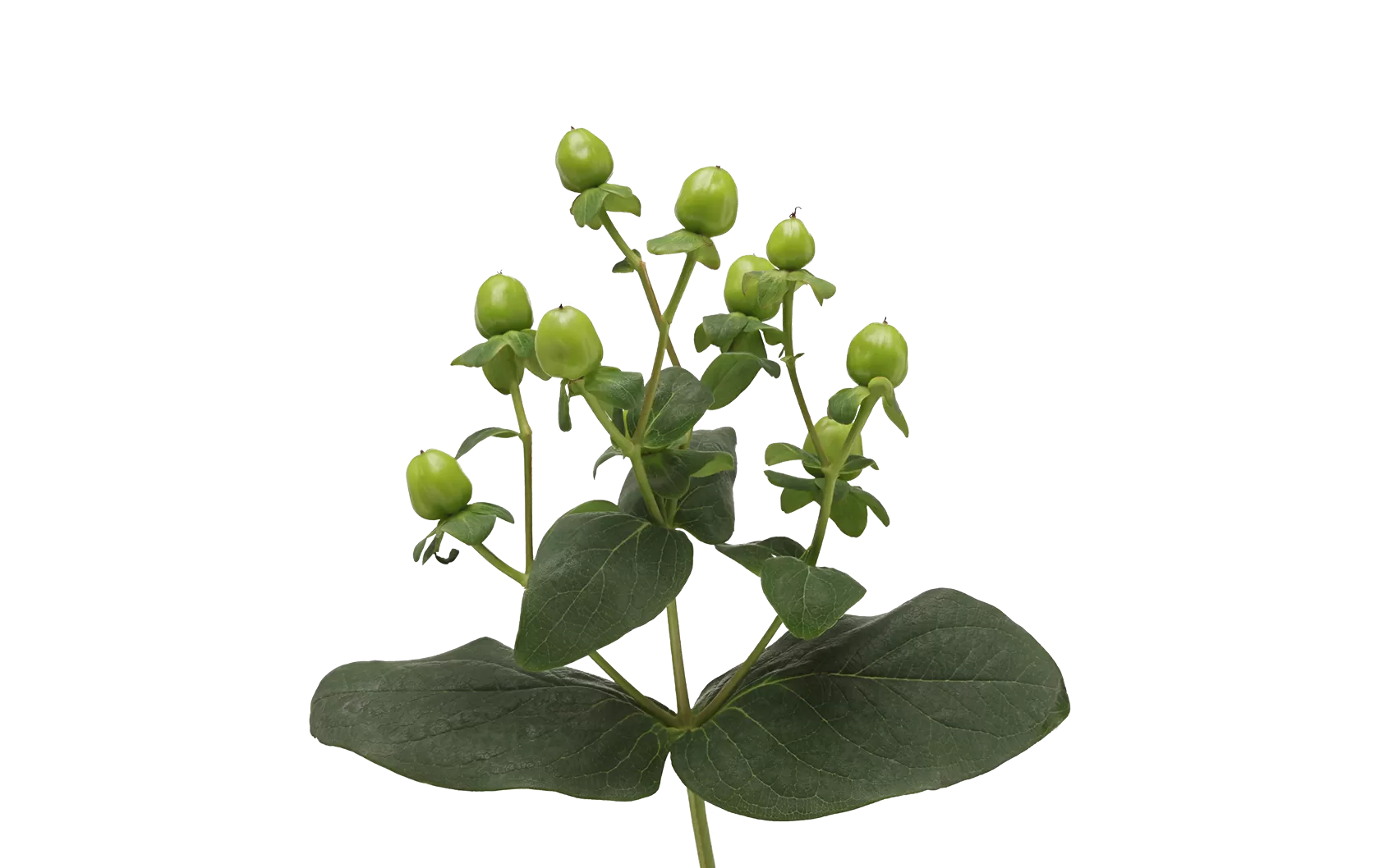 Hypericum Sisu Charm