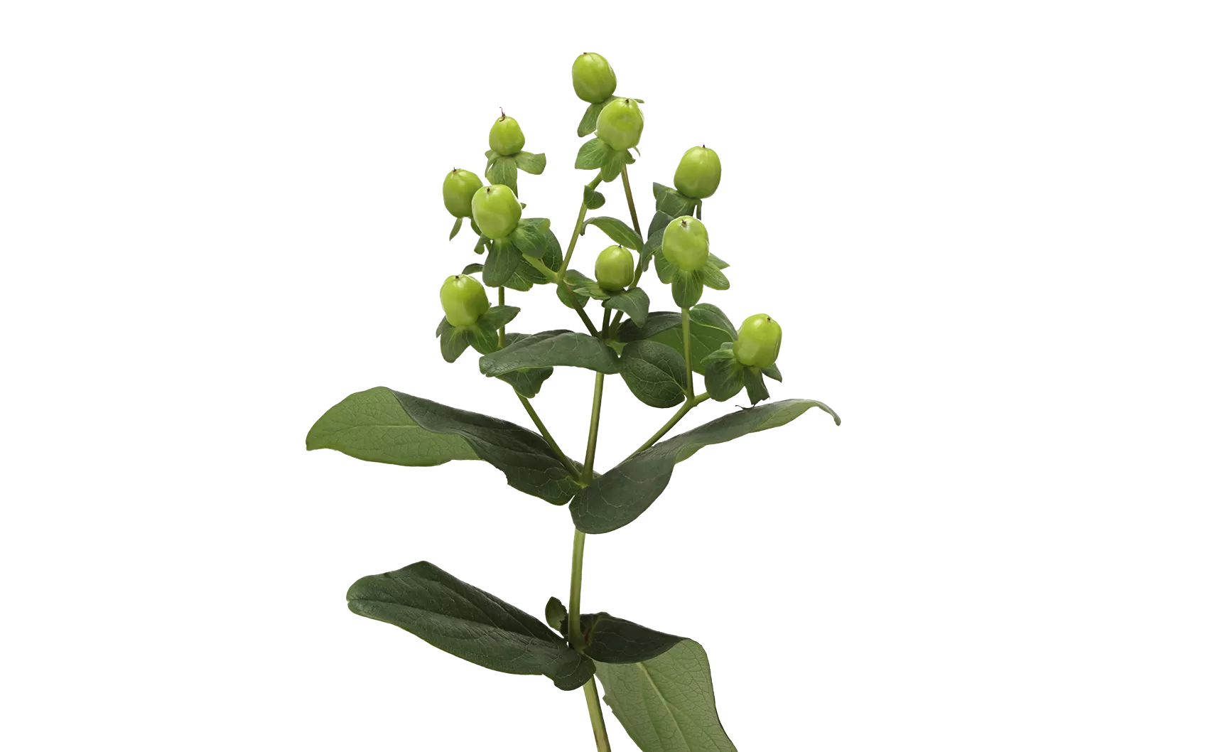 Hypericum Sisu Charme