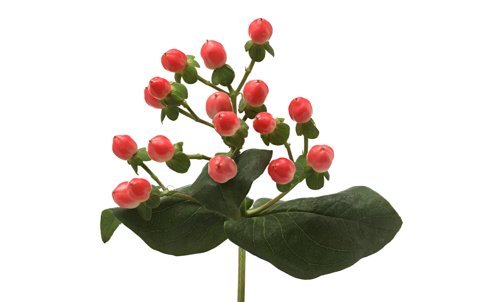 Hypericum Sisu Flirt