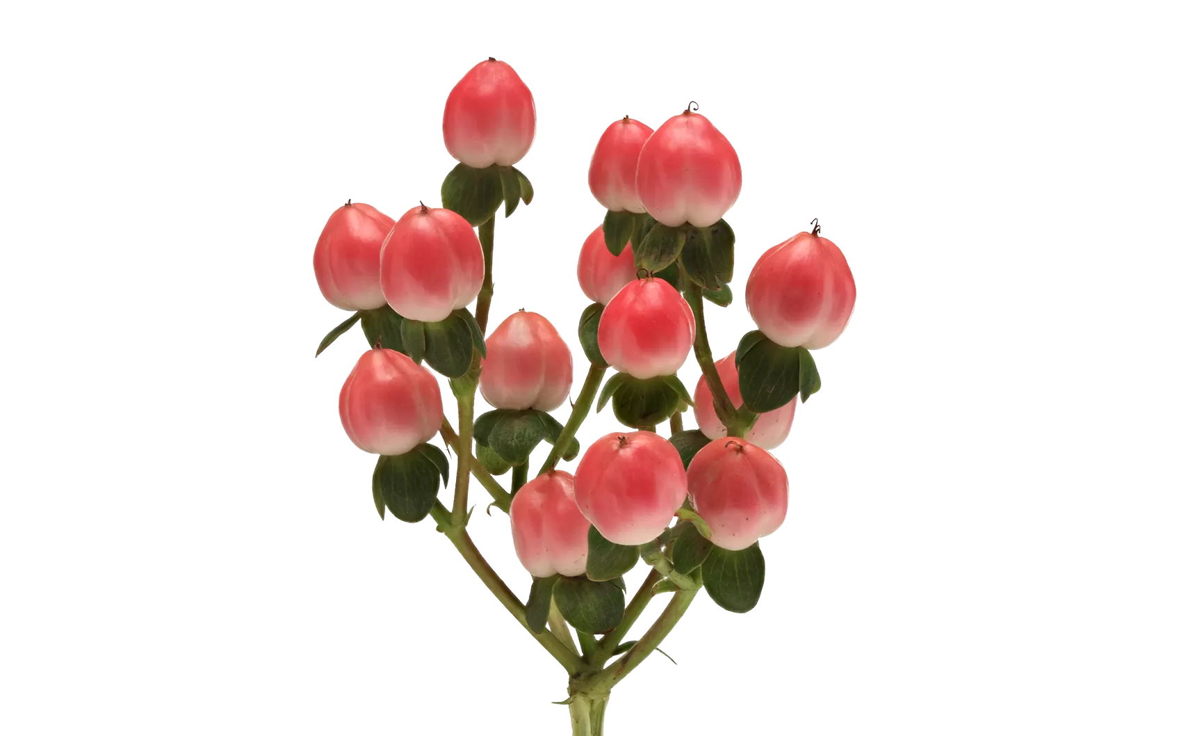 Hypericum Sisu Flirt