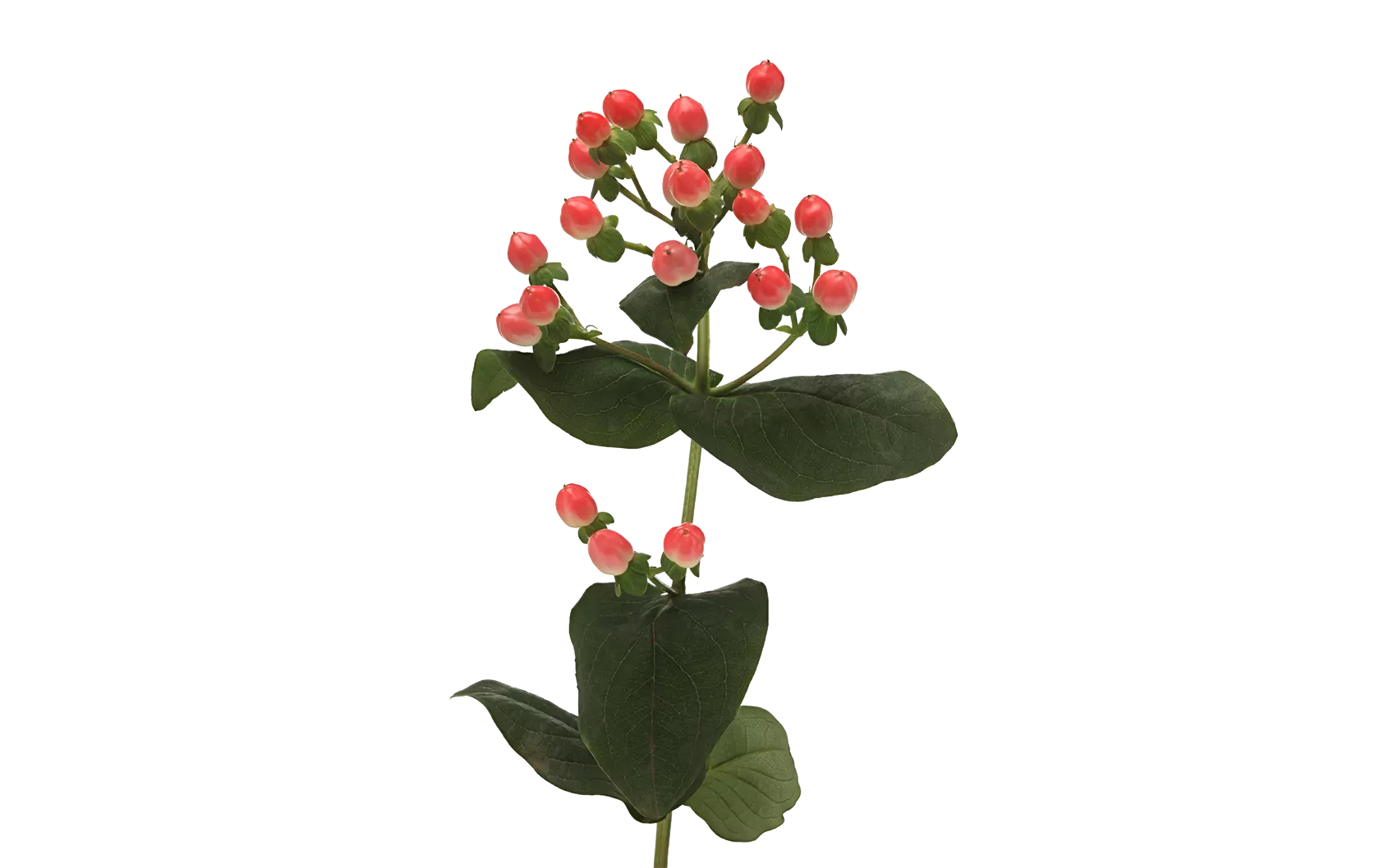 Hypericum Sisu Flirt