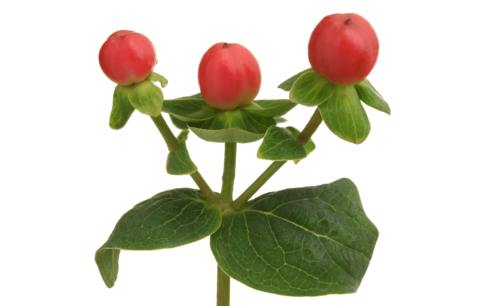 Hypericum Tomato Flair®