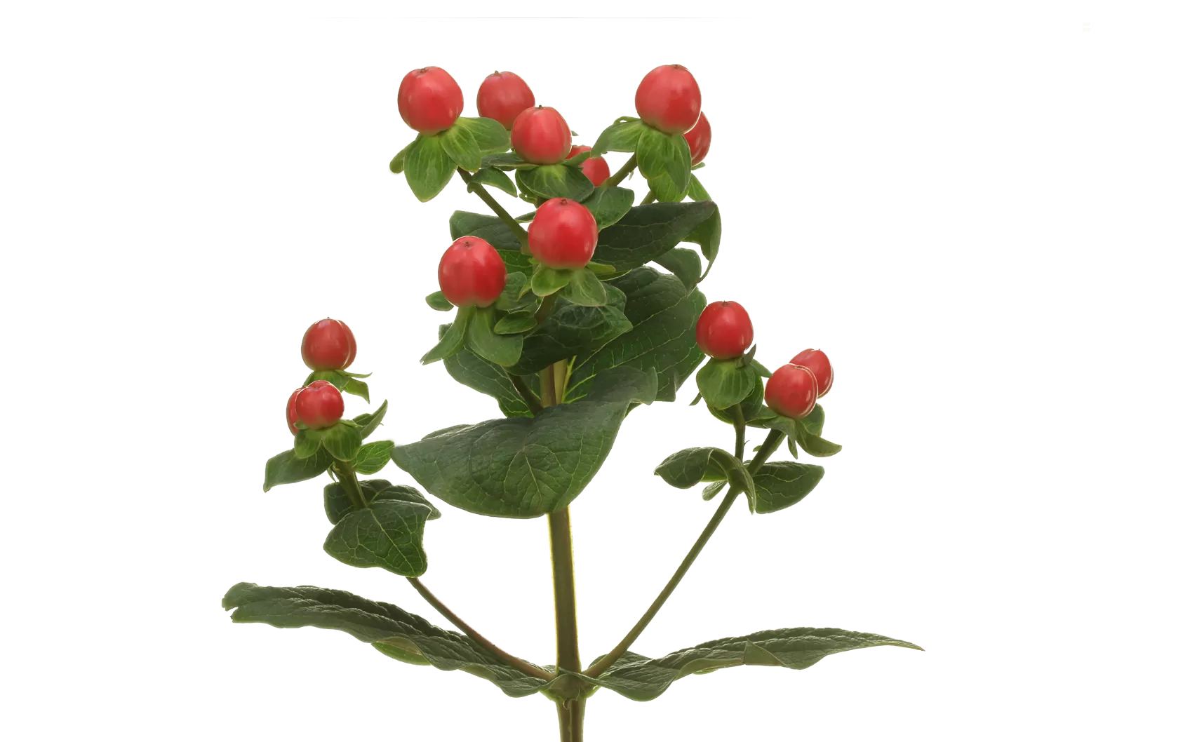 Hypericum Tomato Flair®