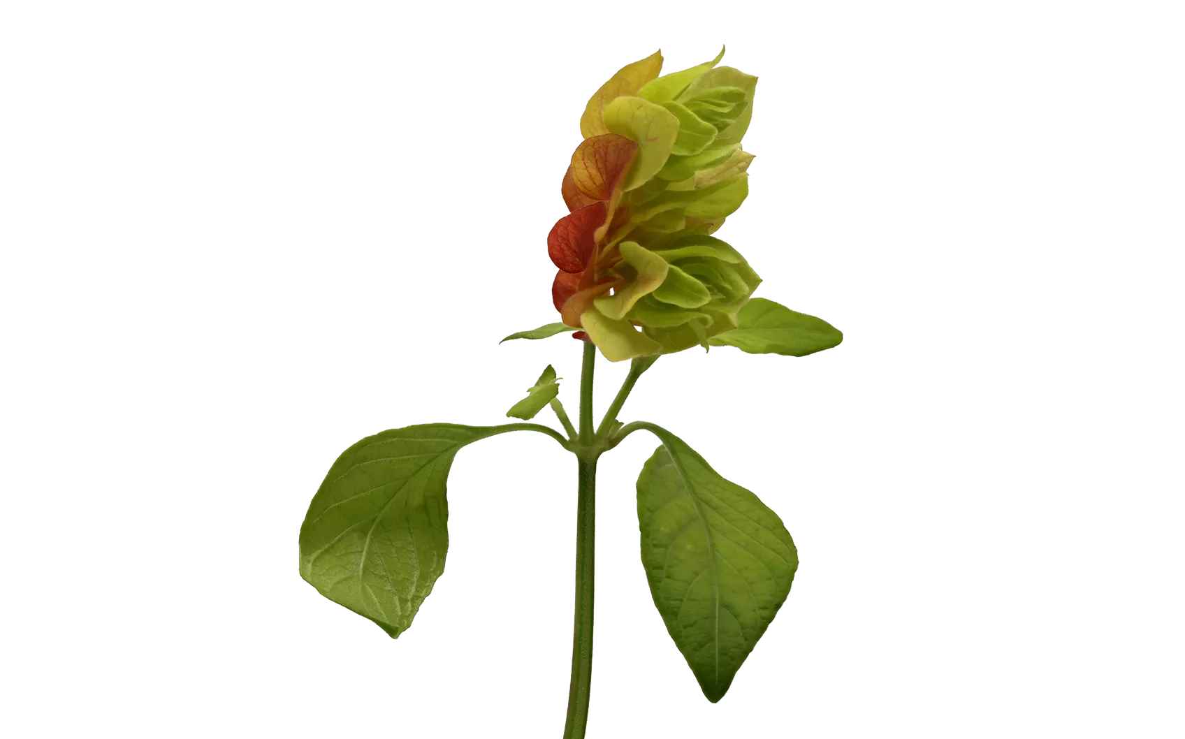 Севиче «Хустисия»