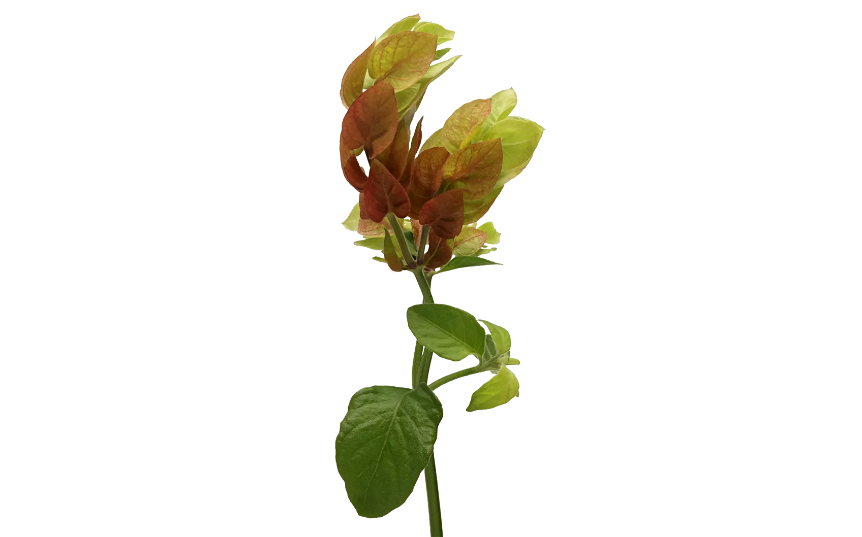 Хустисия севиче