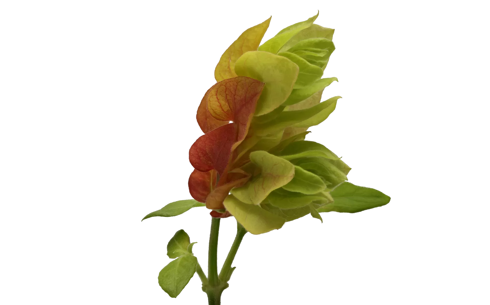 Севиче из юстиции