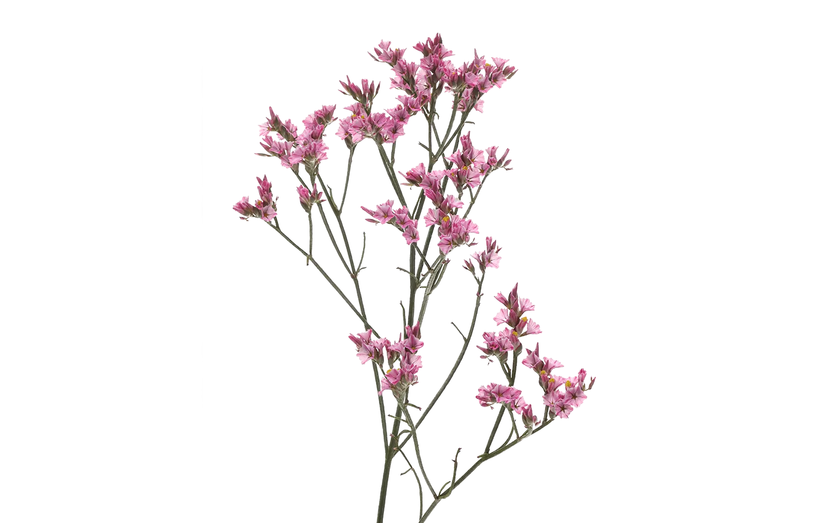 Limonium Anouchka Diamond 