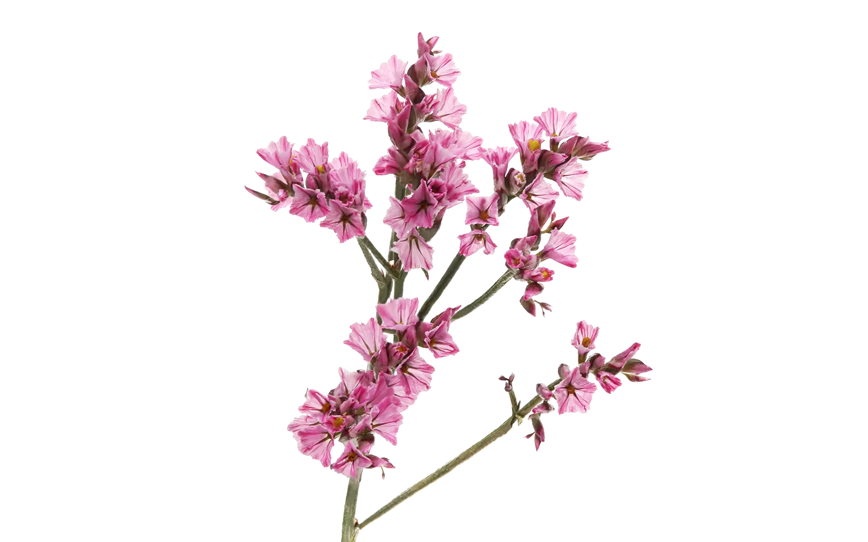 Limonium Anouchka Diamond 