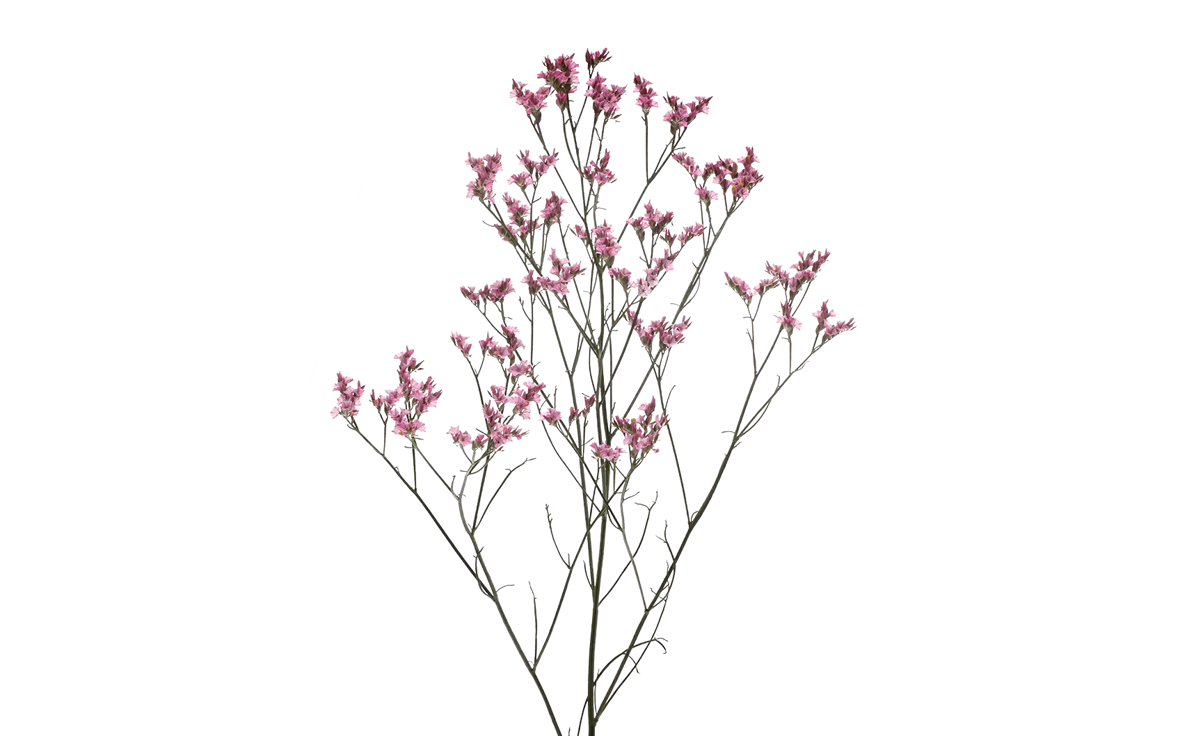 Limonium Anouchka Diamond 