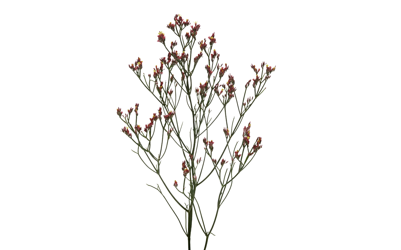 Limonium Max Diamond