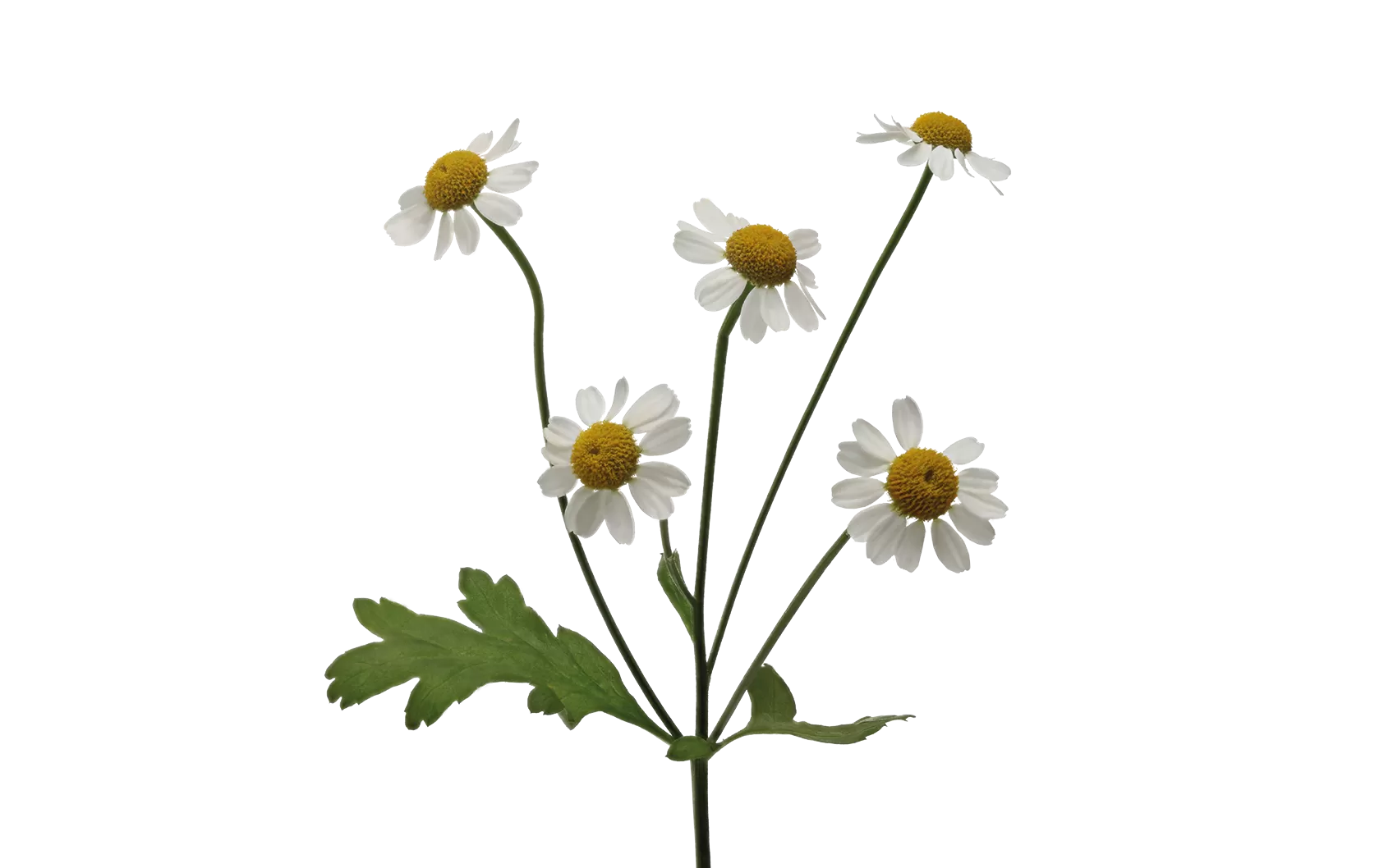 Tanacetum parthenium ‘Single Vegmo’