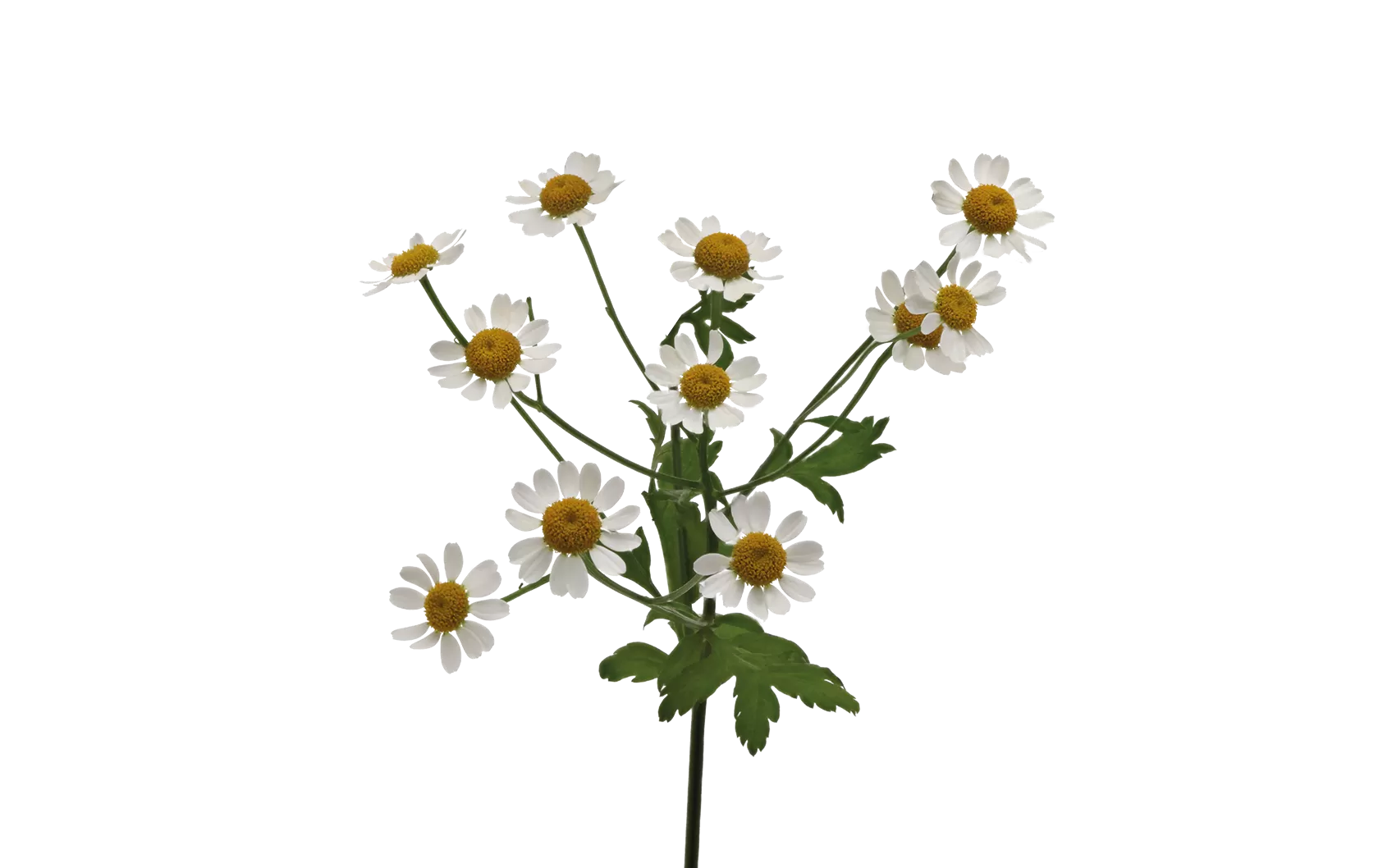 Tanacetum parthenium ‘Single Vegmo’