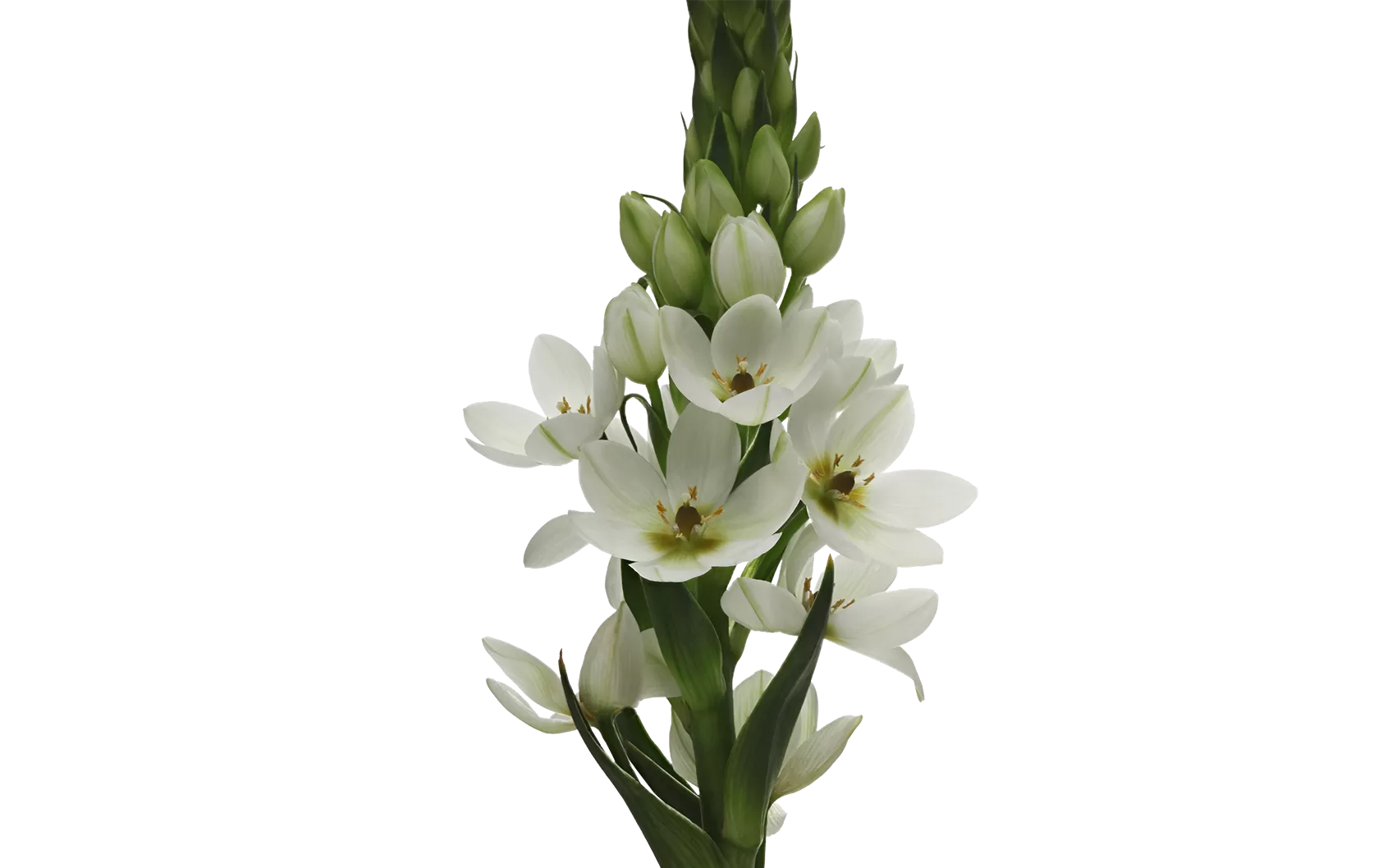 Ornithogalum Milky Way