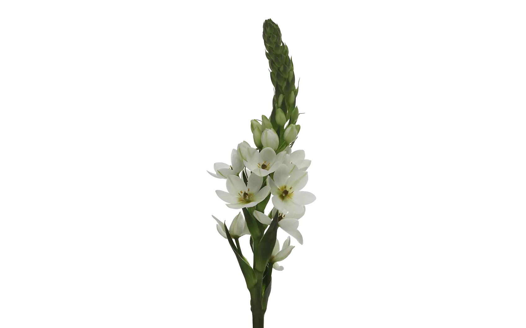 Ornithogalum Milky Way