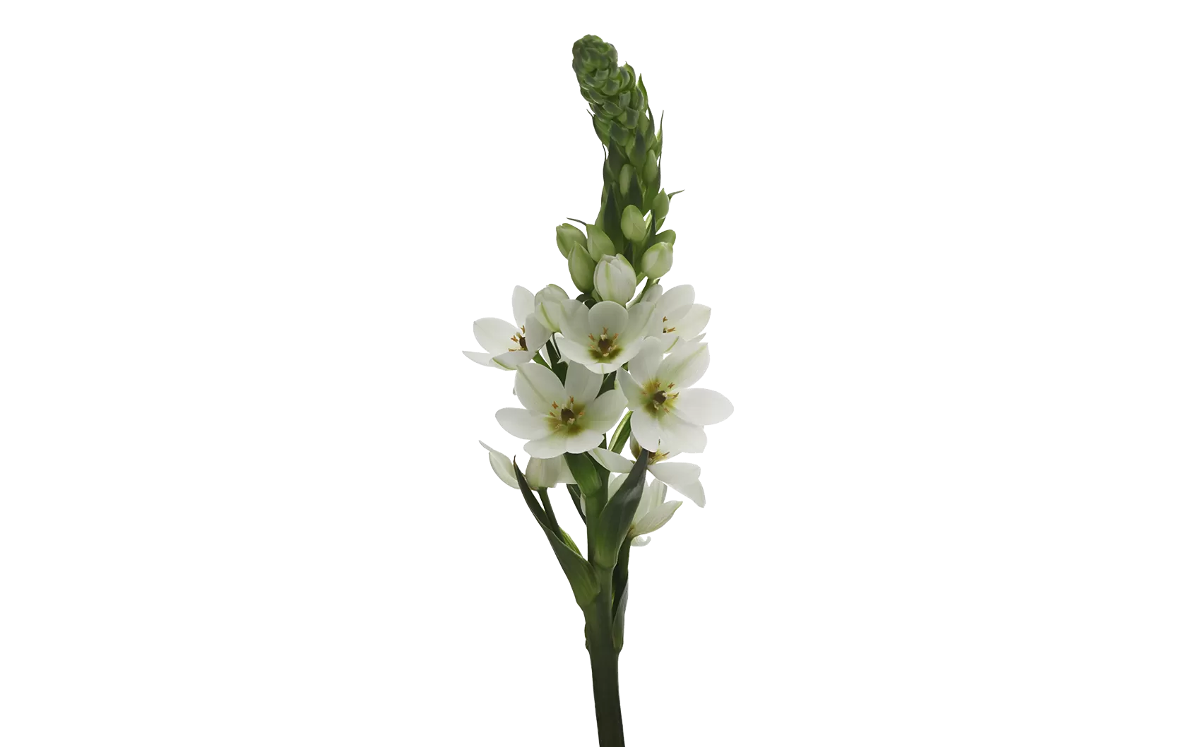 Ornithogalum Milky Way