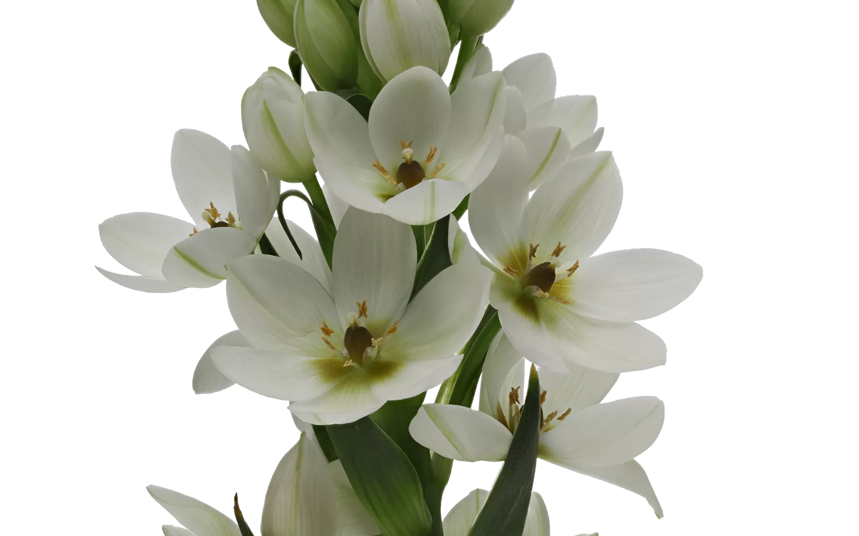 Ornithogalum Milky Way