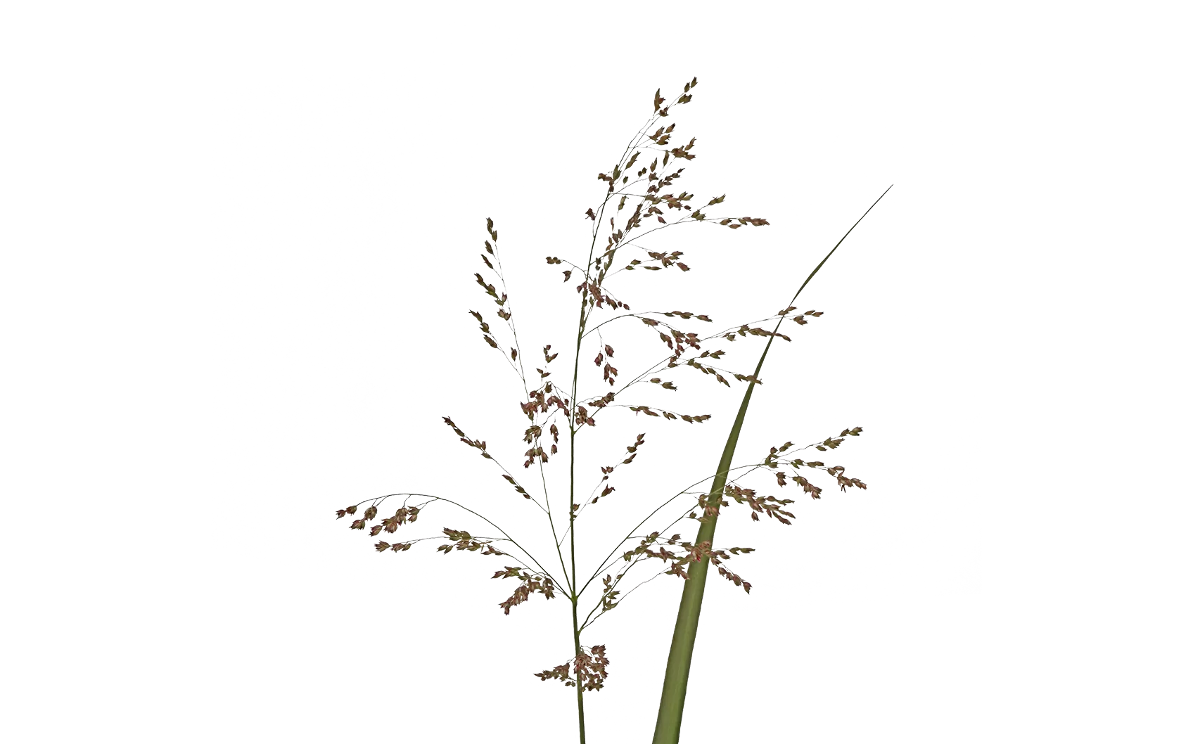 Panicum Warrior