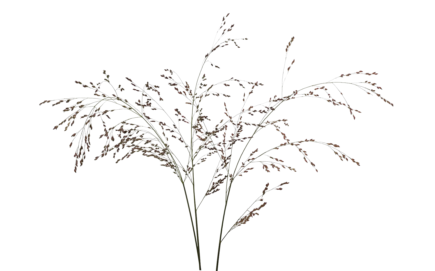 Panicum Warrior