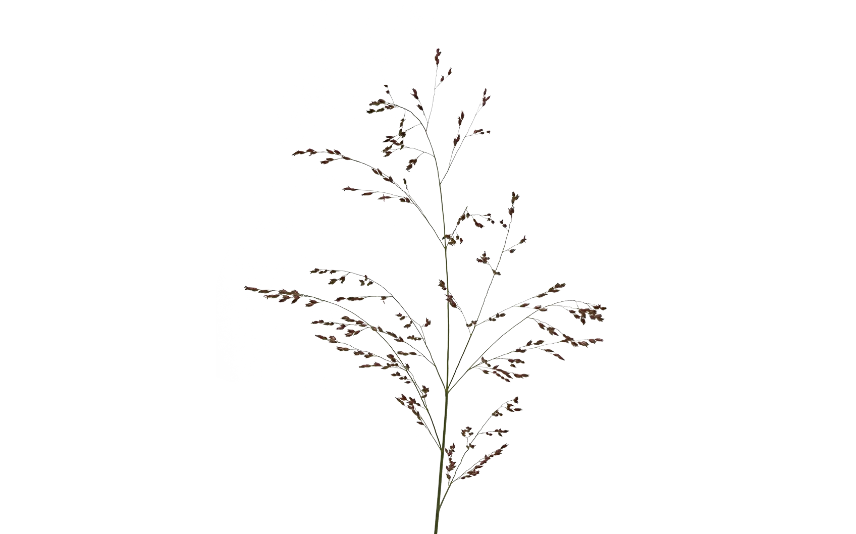 Panicum Warrior