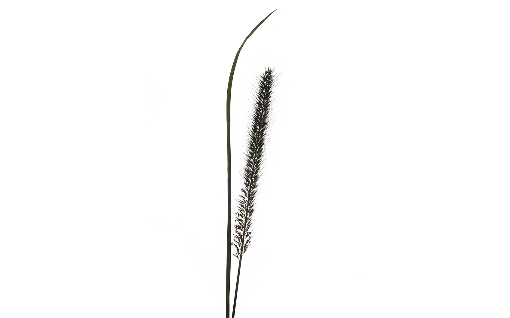 Pennisetum Black Fox