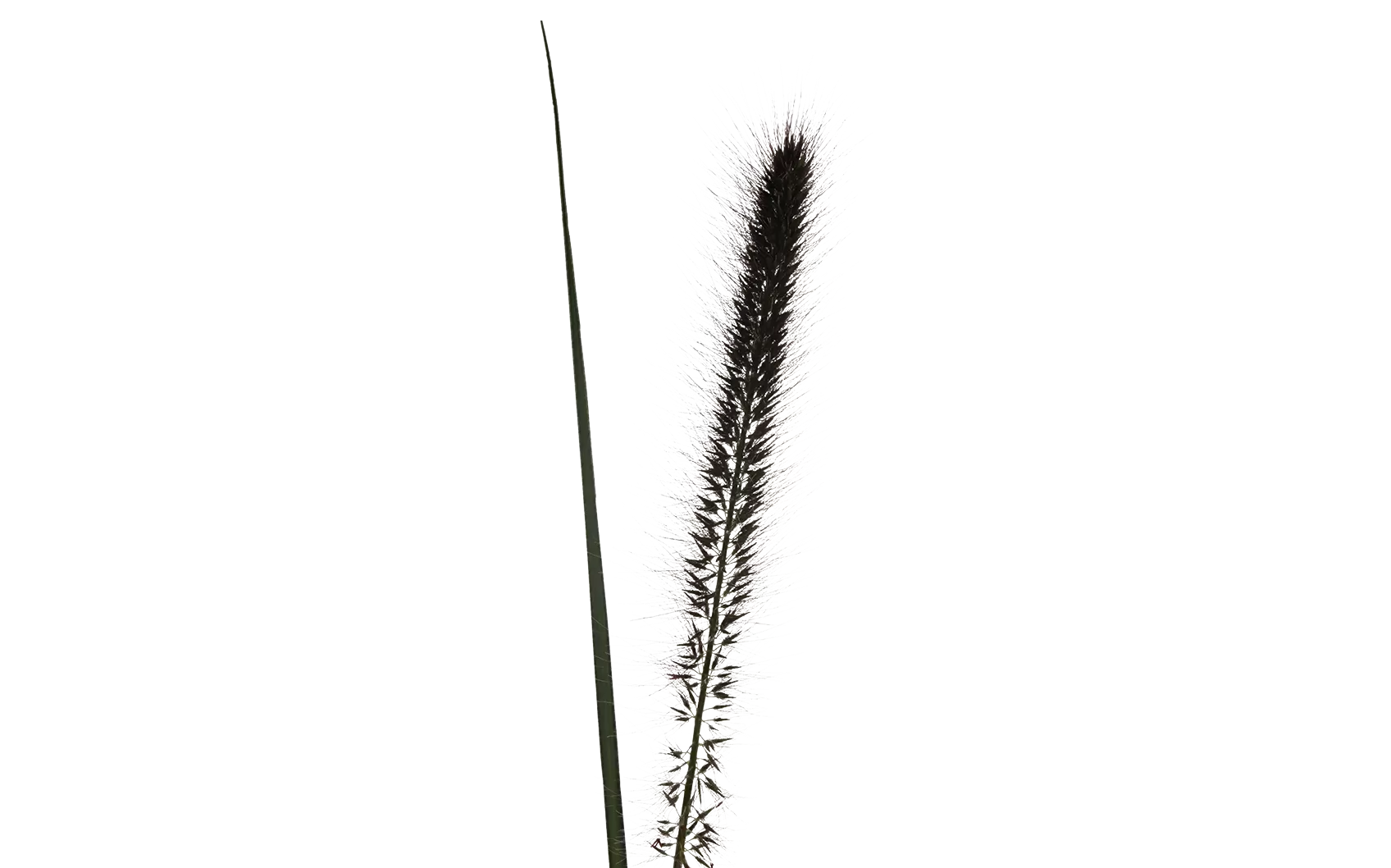 Pennisetum Black Fox