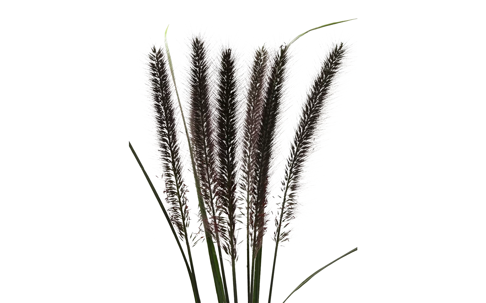 Pennisetum Black Fox