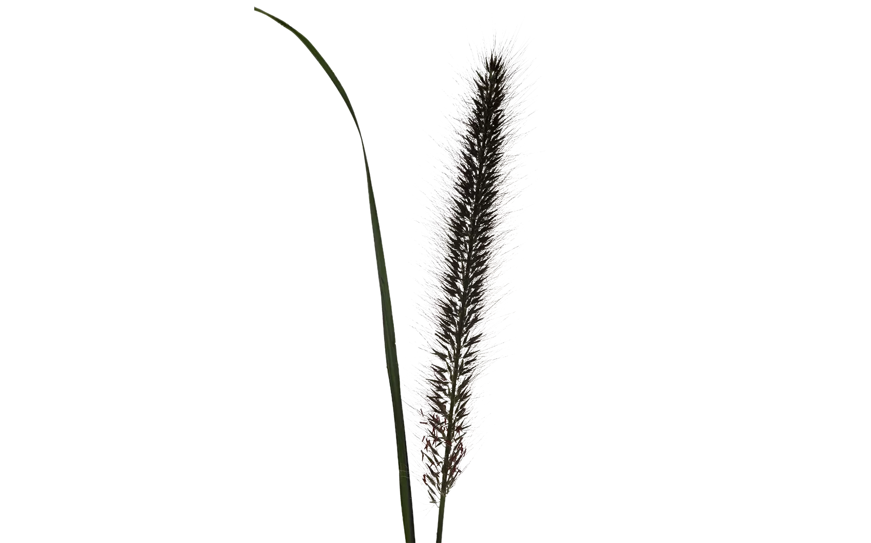 Pennisetum Black Fox