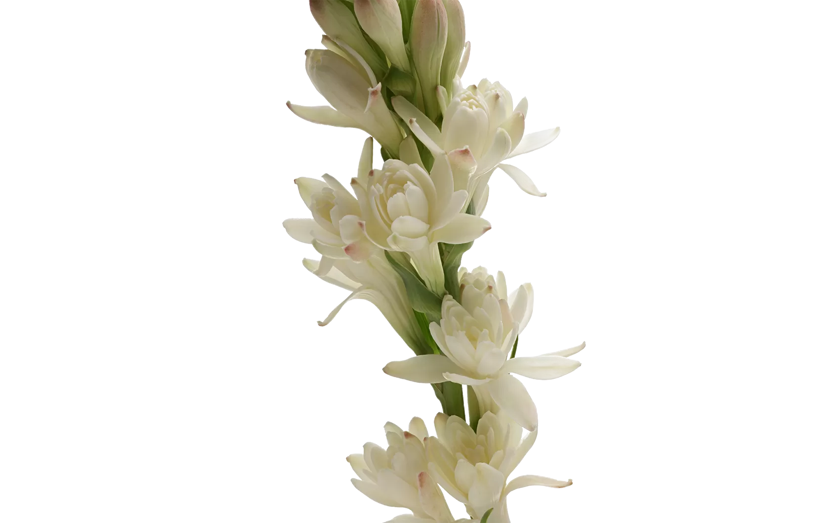 Polianthes Elvy Ivory